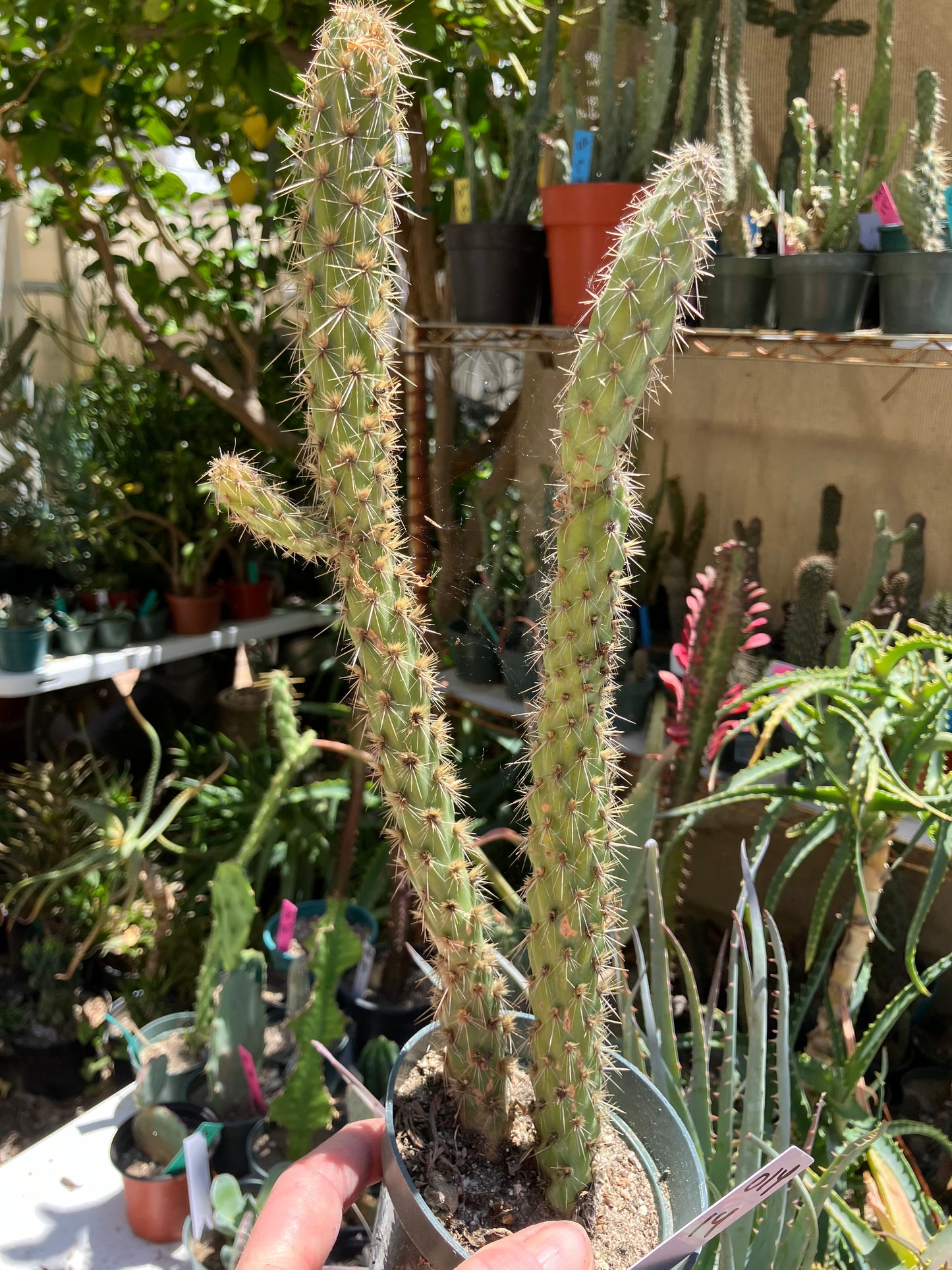 Cholla Cylindropuntia  Buckhorn  Cactus 14”Tall #014W