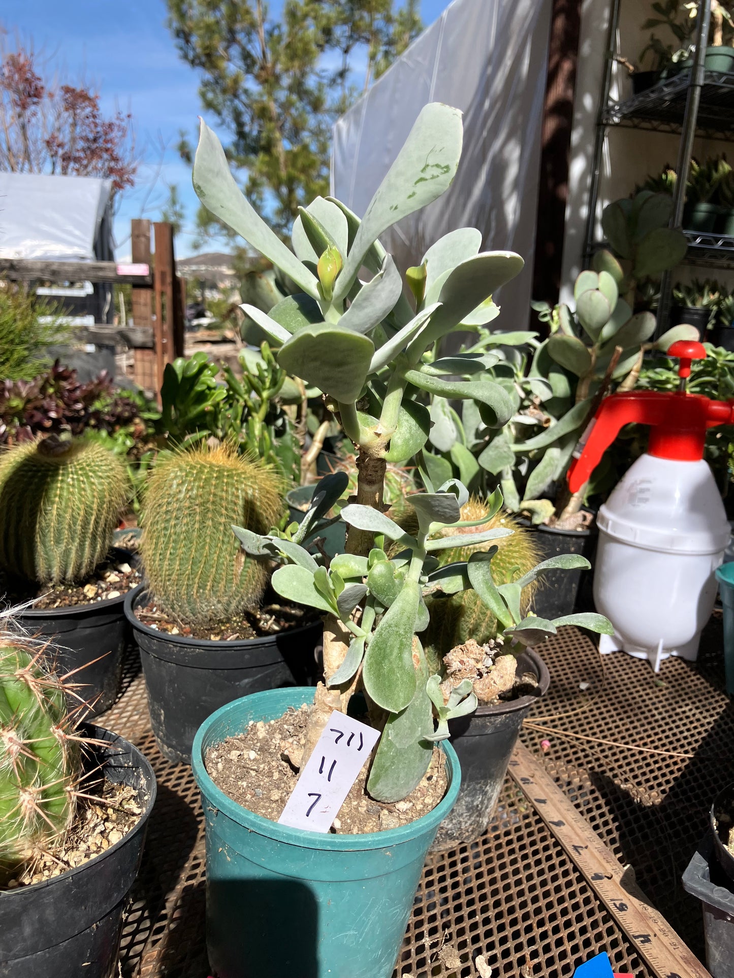 Cotyledon Silver Waves Succulent 11"Tall  7" Wide #711W