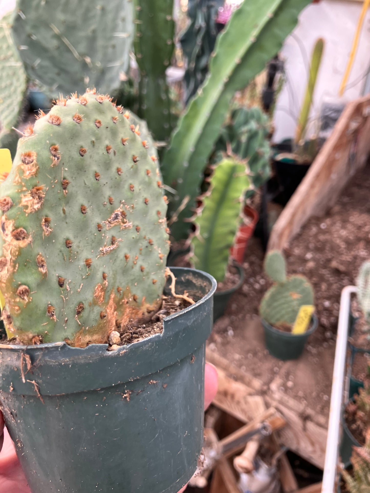 Opuntia ‘Orange Chiffon’ 4”Tall 4”Wide #4Y
