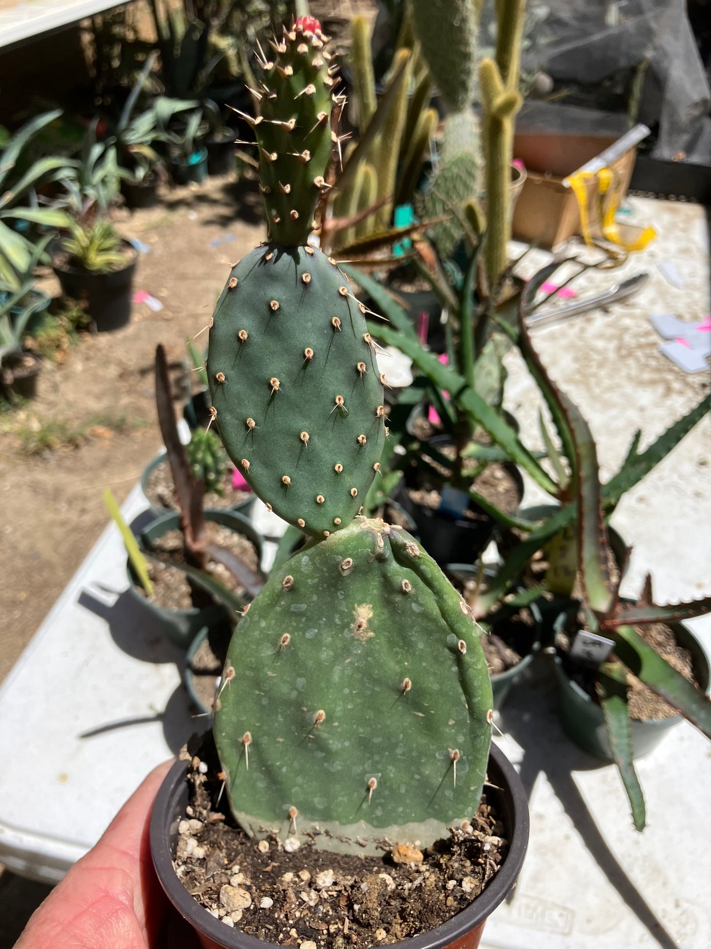 Opuntia quitensis Red Buttons Cactus 8" Tall #8W