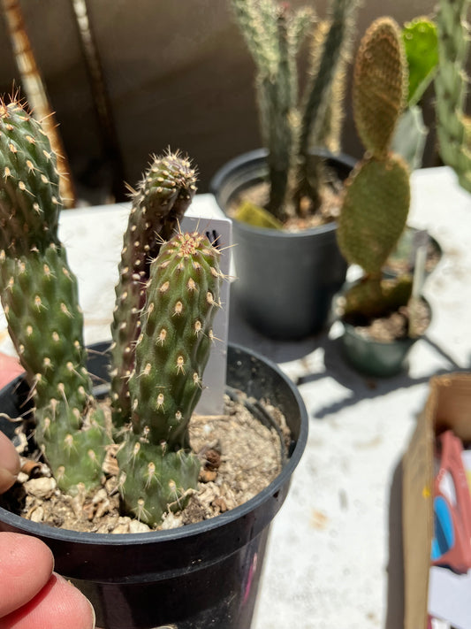 Cylindropuntia fulgida Cholla Boxing Glove Cactus Crest 4"Tall #044W