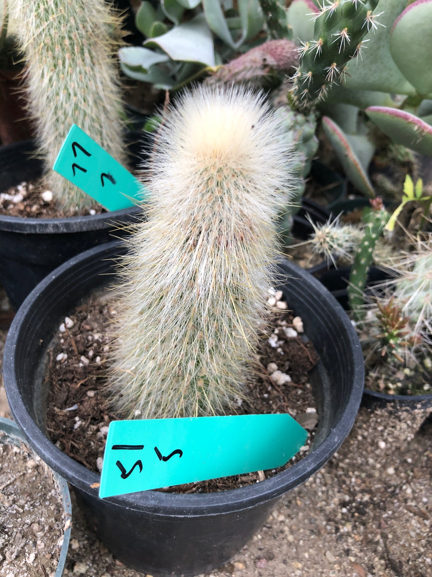 Cleistocactus Strausii Silver Torch Cactus 5”Tall #51G