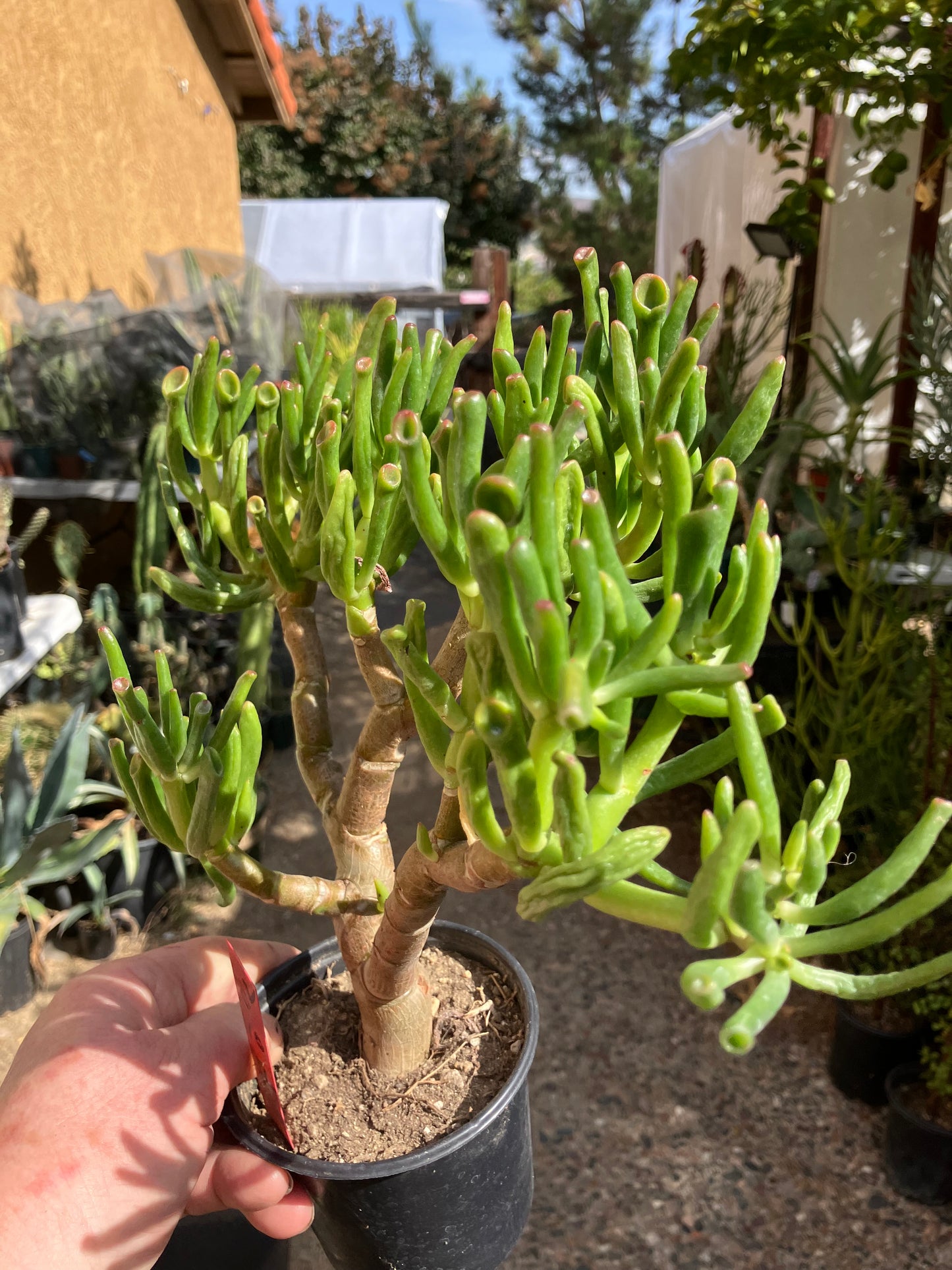 Crassula Gollum Jade Succulent Bonsai Style Living Plant 10”Tall #112R