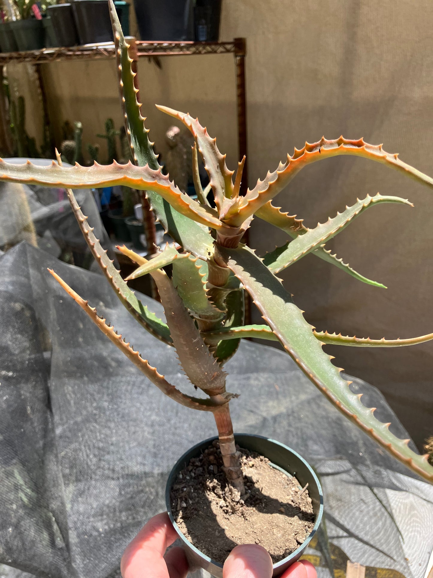 Aloe congolensis Congo Aloe Hybrid Succulent  9" Wide #97Y