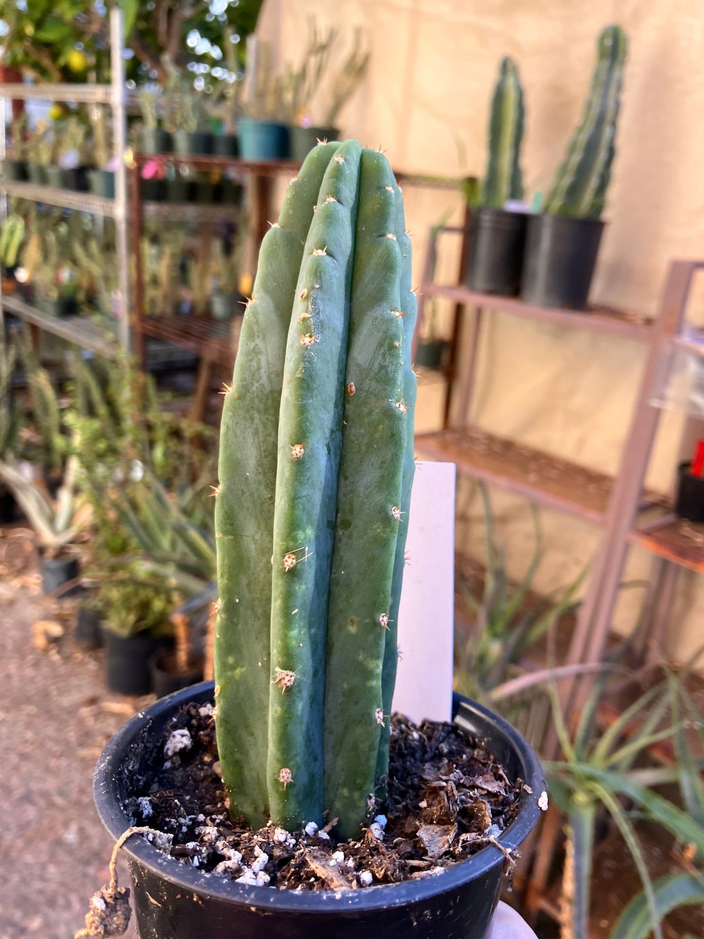 San Pedro Cactus - Trichocereus pachanoi 6"Tall #6W