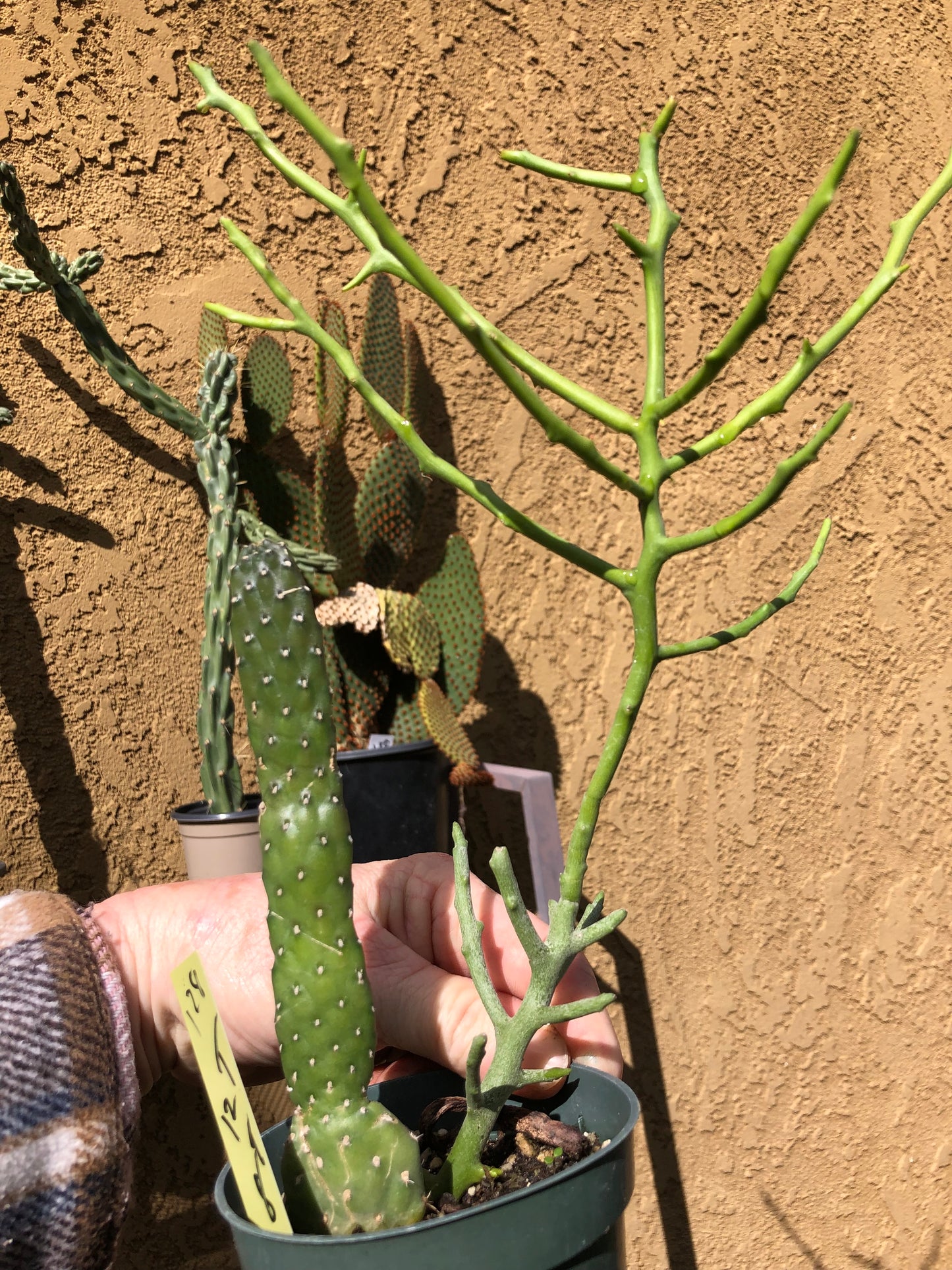 Euphorbia Tirucalli Briar Patch 12”Tall #128Y Road Kill Cactus Included