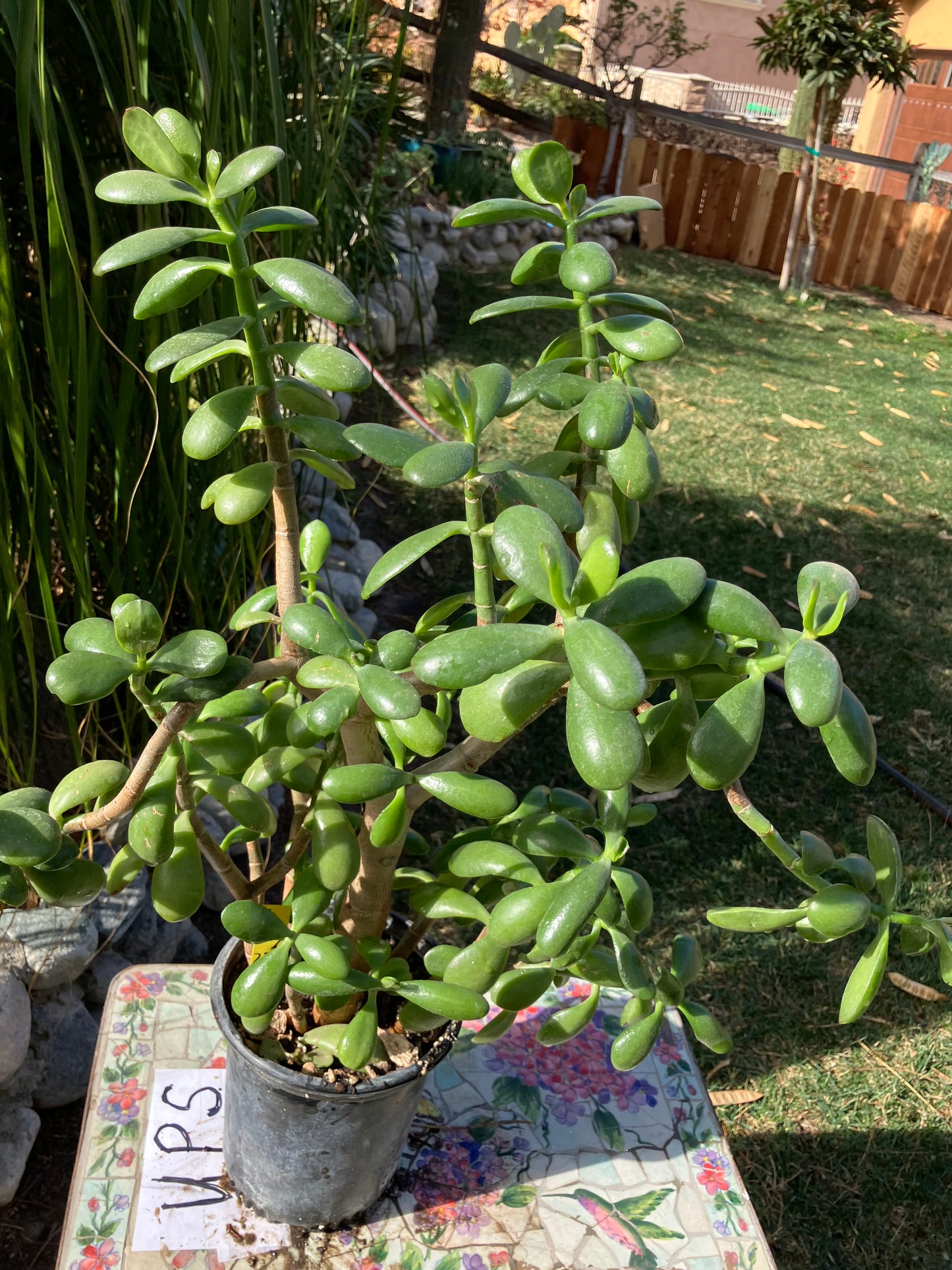 Crassula Ovata Money Jade 22”T 16"W #6Y