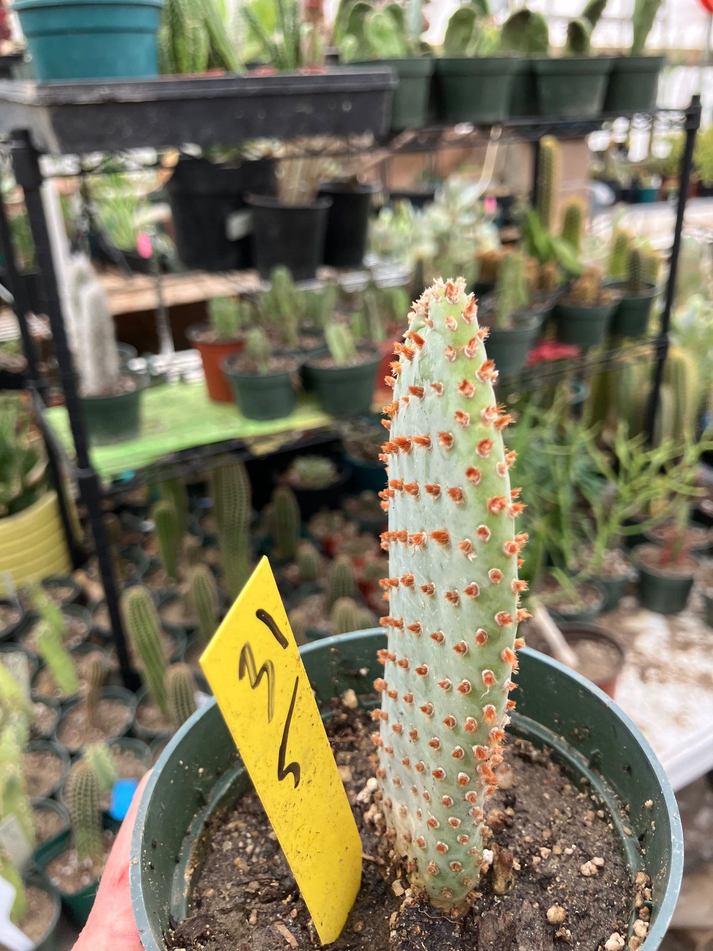 Opuntia Basilaris Beavertail Cactus 5"Tall #31Y