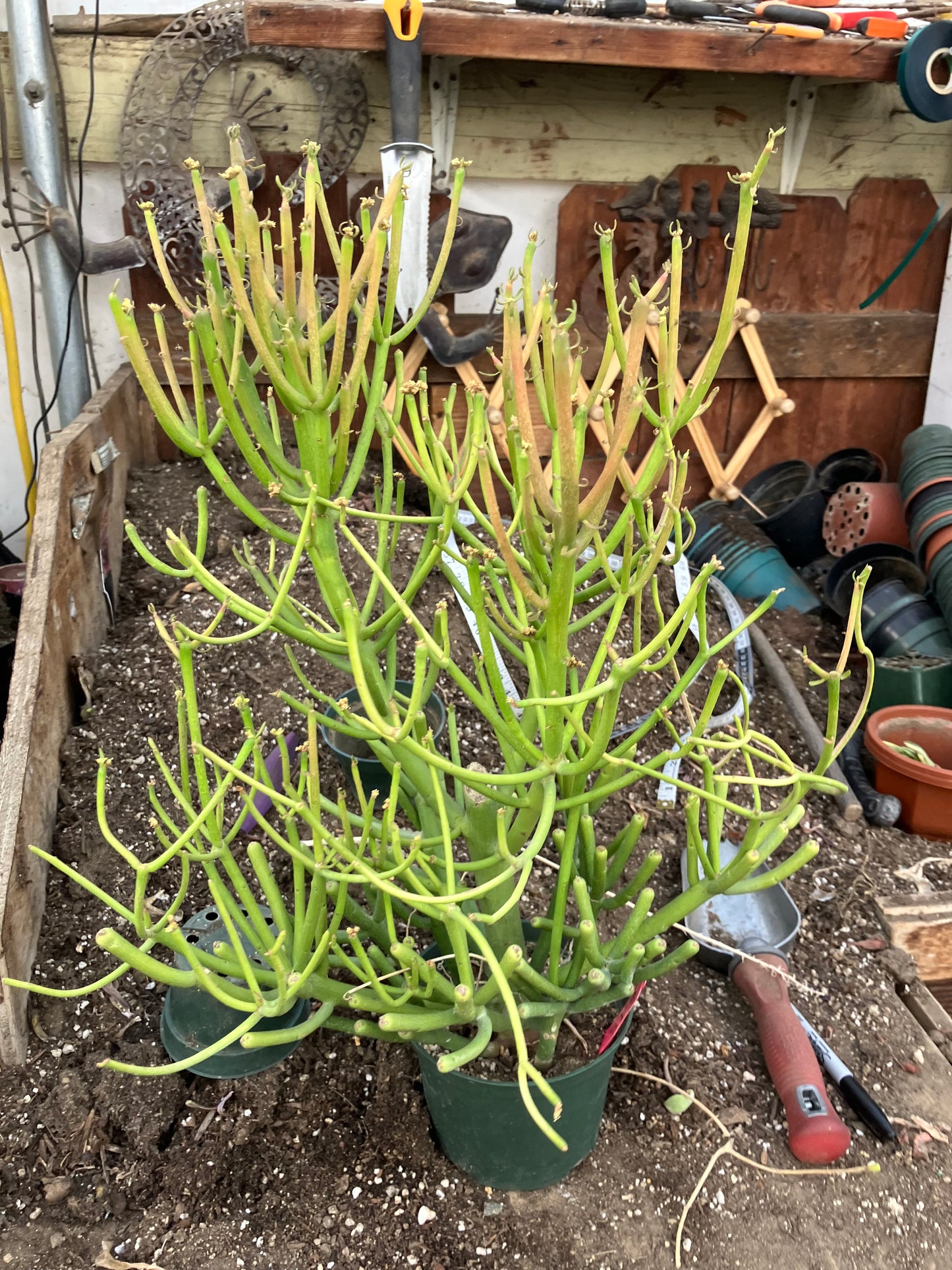 Euphorbia tirucalli Fire Stick 38"Tall 21"Wide #1R