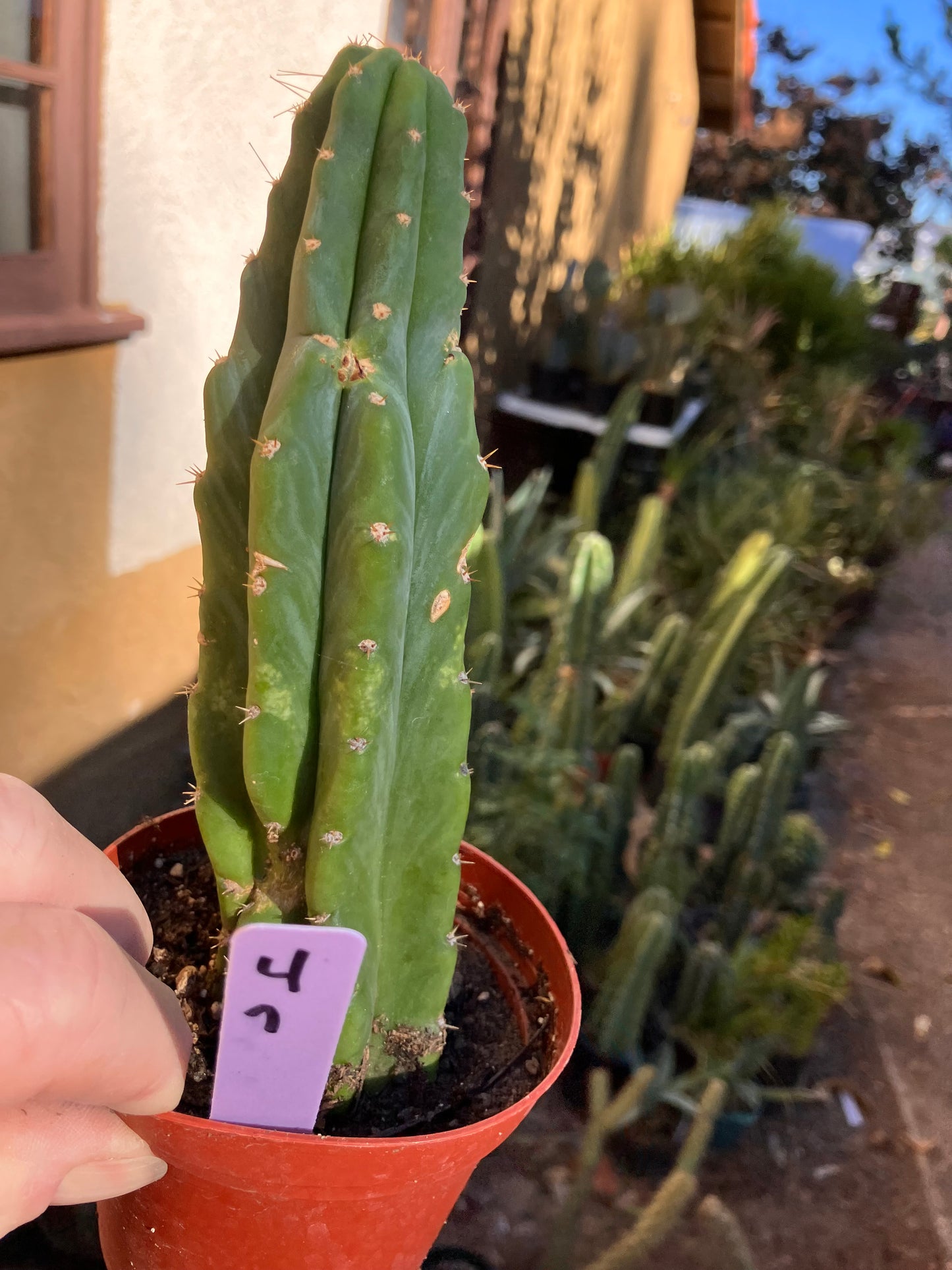 San Pedro Cactus - Trichocereus pachanoi 7"Tall #4p