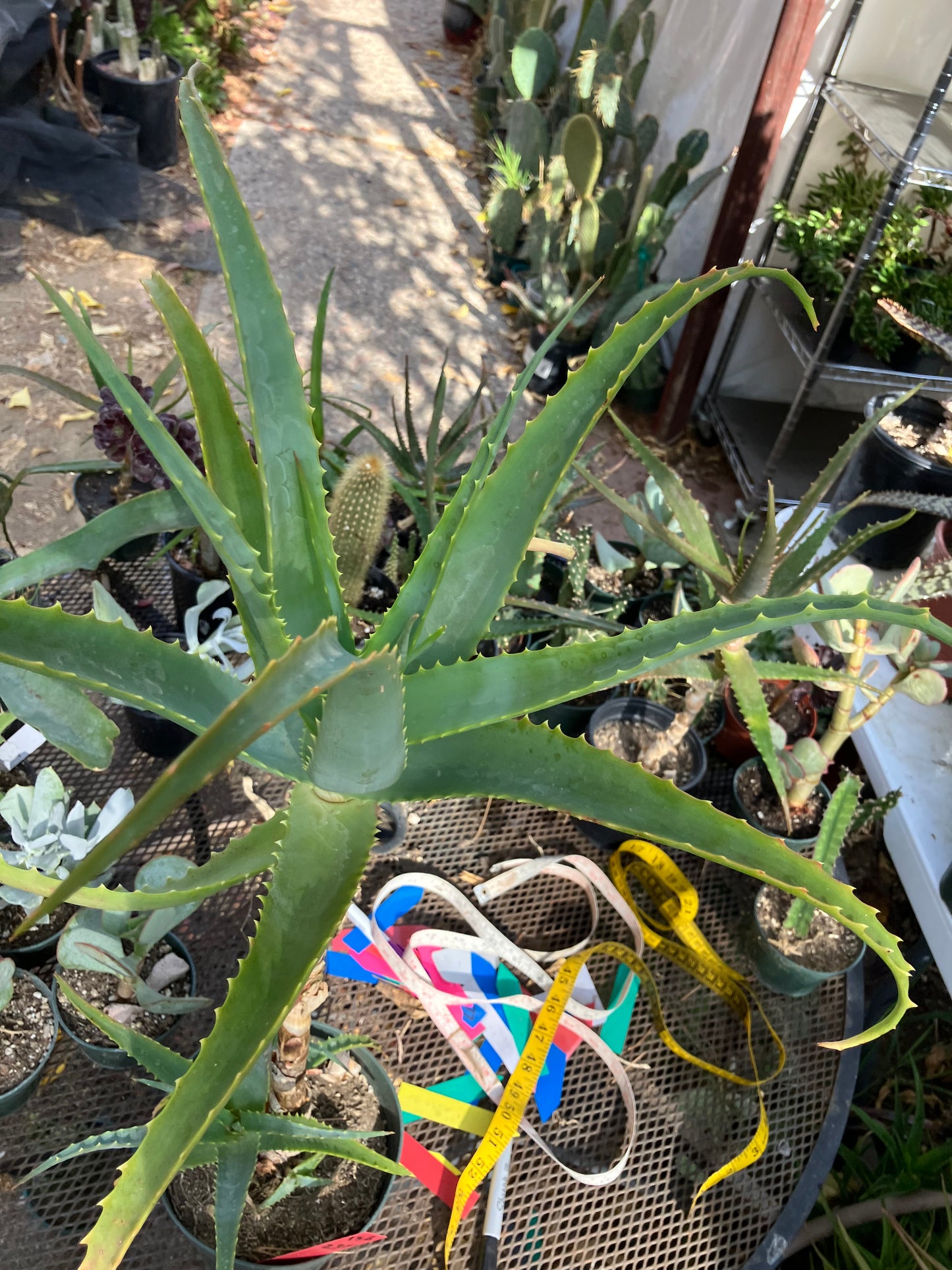 Aloe arborescens Torch Aloe 23"Tall 6Yr Old Succulent Plant #136R