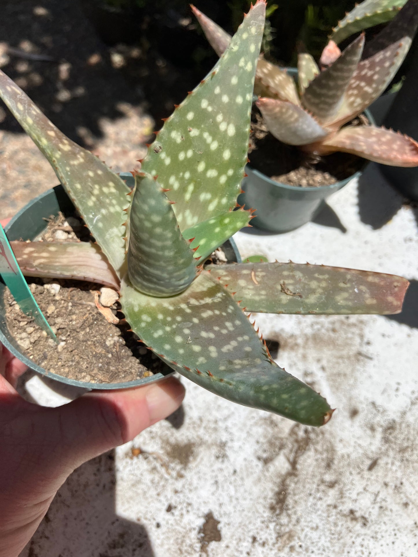 Aloe ~maculata "Soap Aloe" 6" Wide #6G