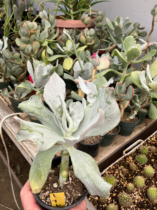 Cotyledon Silver Waves Succulent 7"Tall #1Y