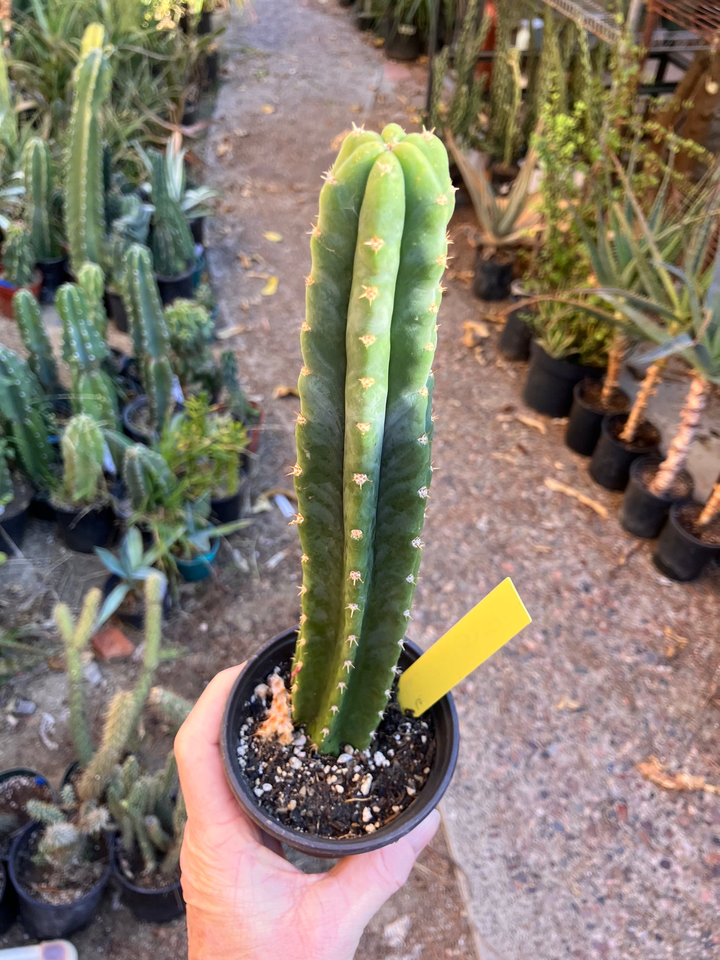 San Pedro Cactus - Trichocereus pachanoi 10.5"Tall 5Y