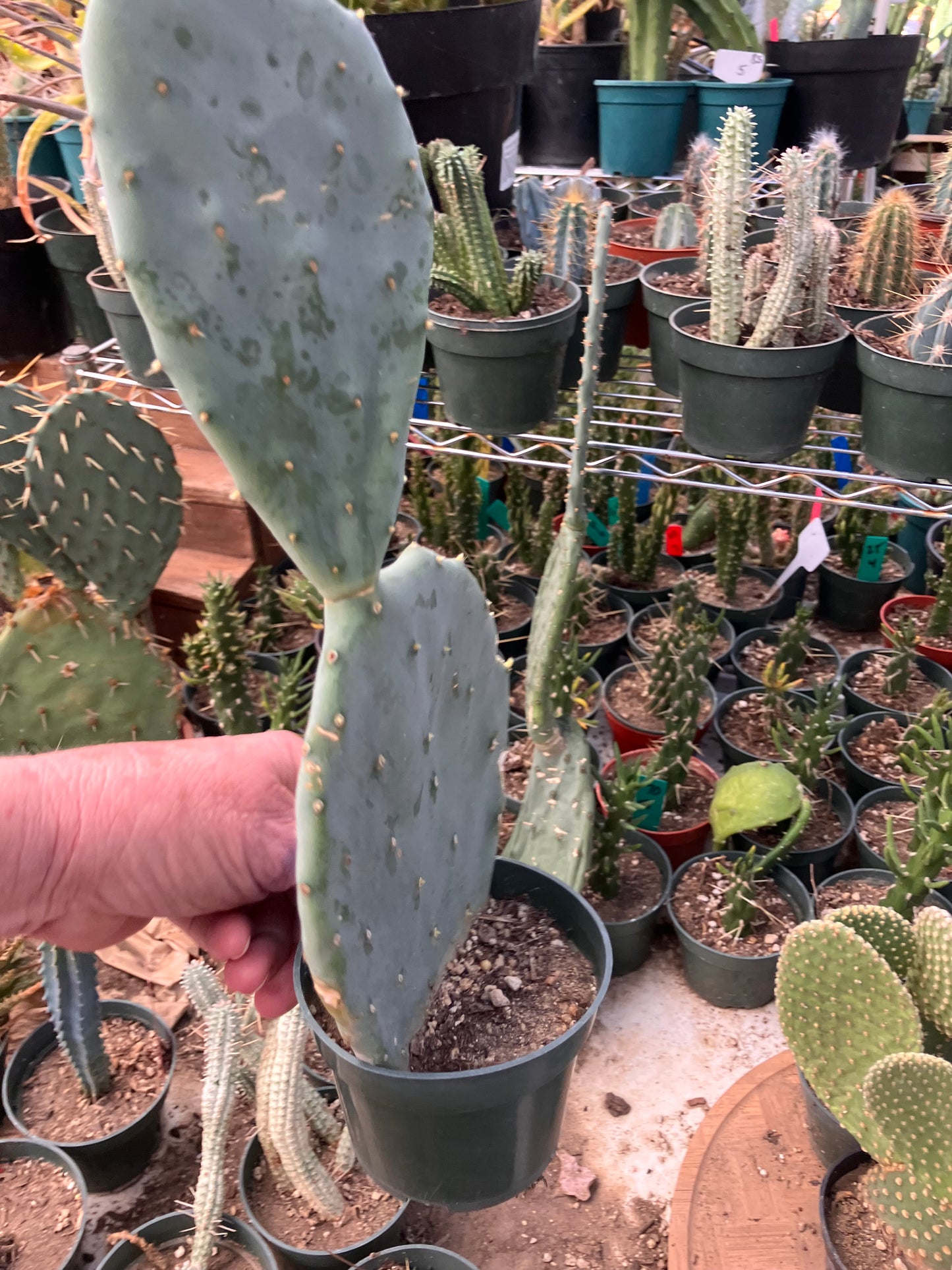 Opuntia robusta Dinner Plate Nopal Silver Dollar Cactus 11.5"Tall 5”Wide #112B