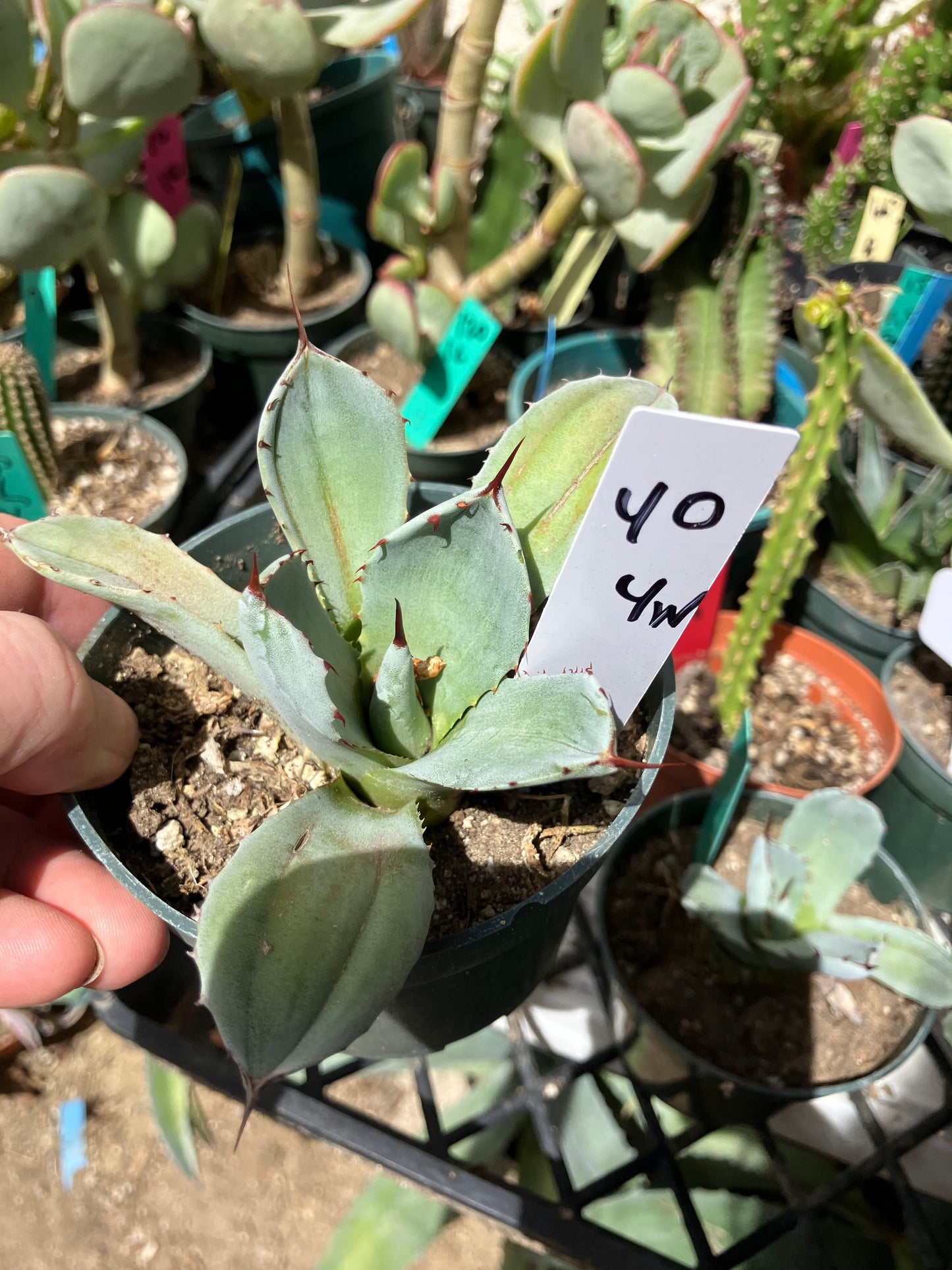 Agave parryi var. truncata Artichoke agave Cold Hardy 4"Wide #40W