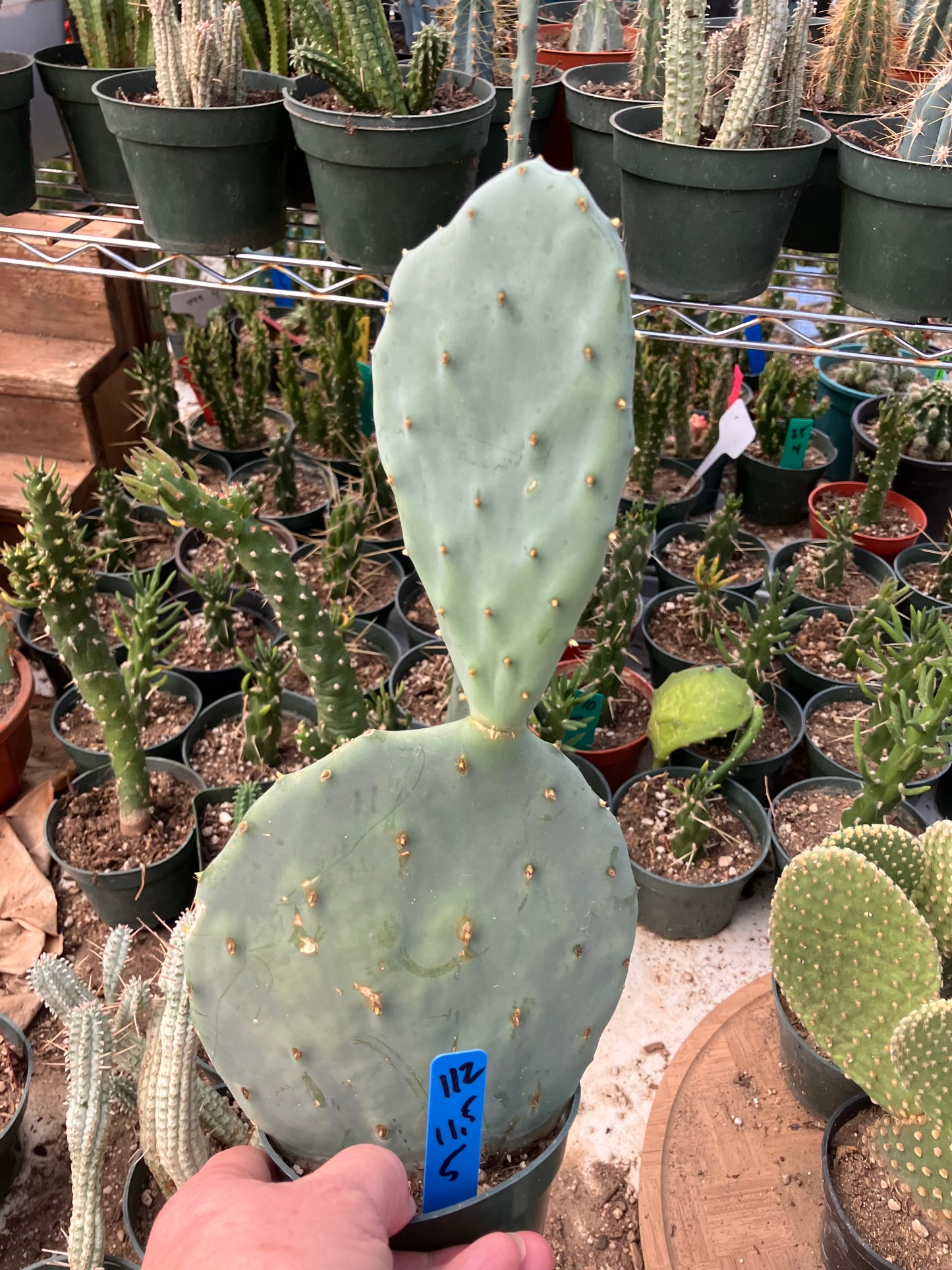 Opuntia robusta Dinner Plate Nopal Silver Dollar Cactus 11.5"Tall 5”Wide #112B