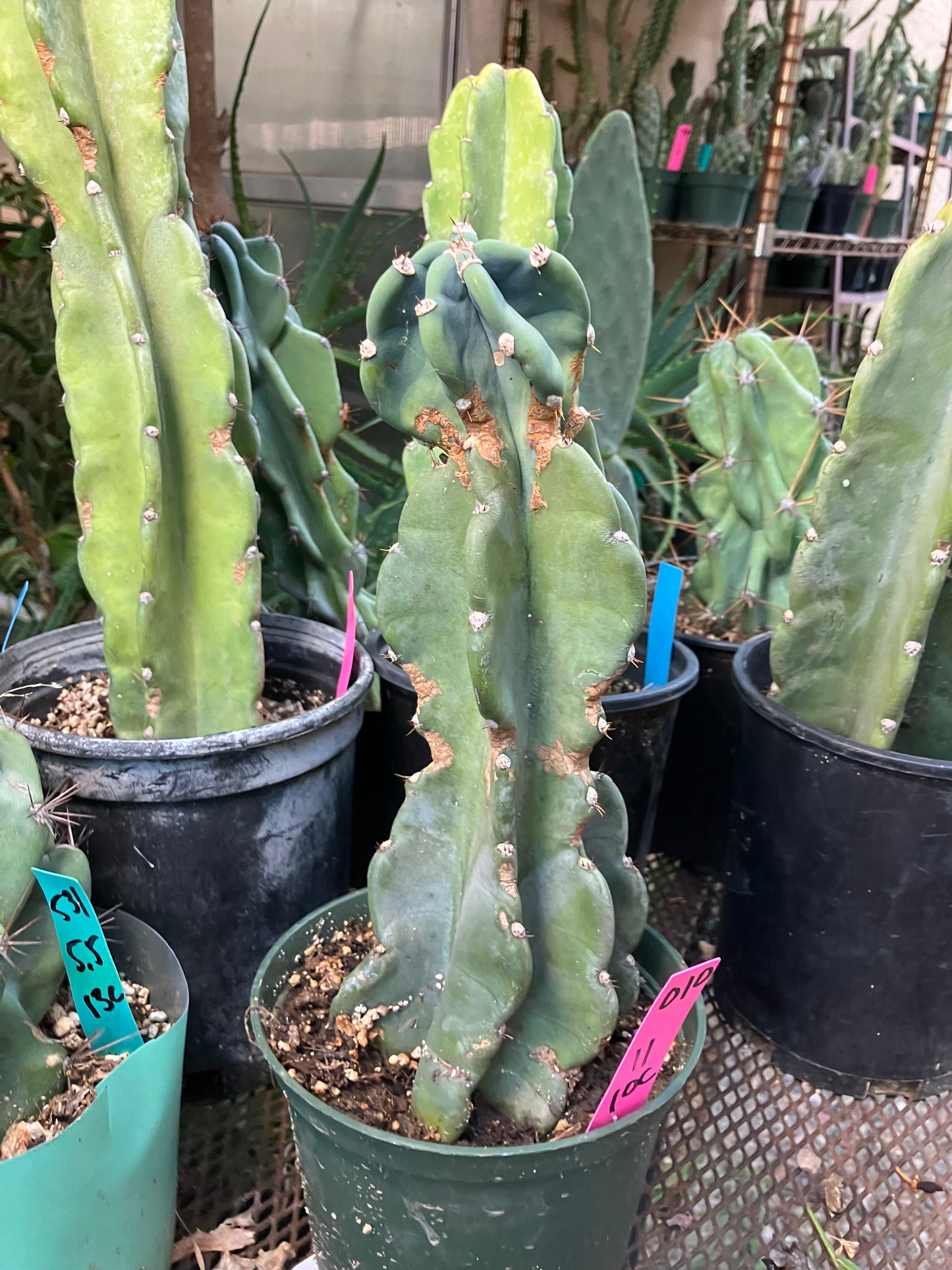 Cereus Peruvianus Night Blooming 11"Tall #010P