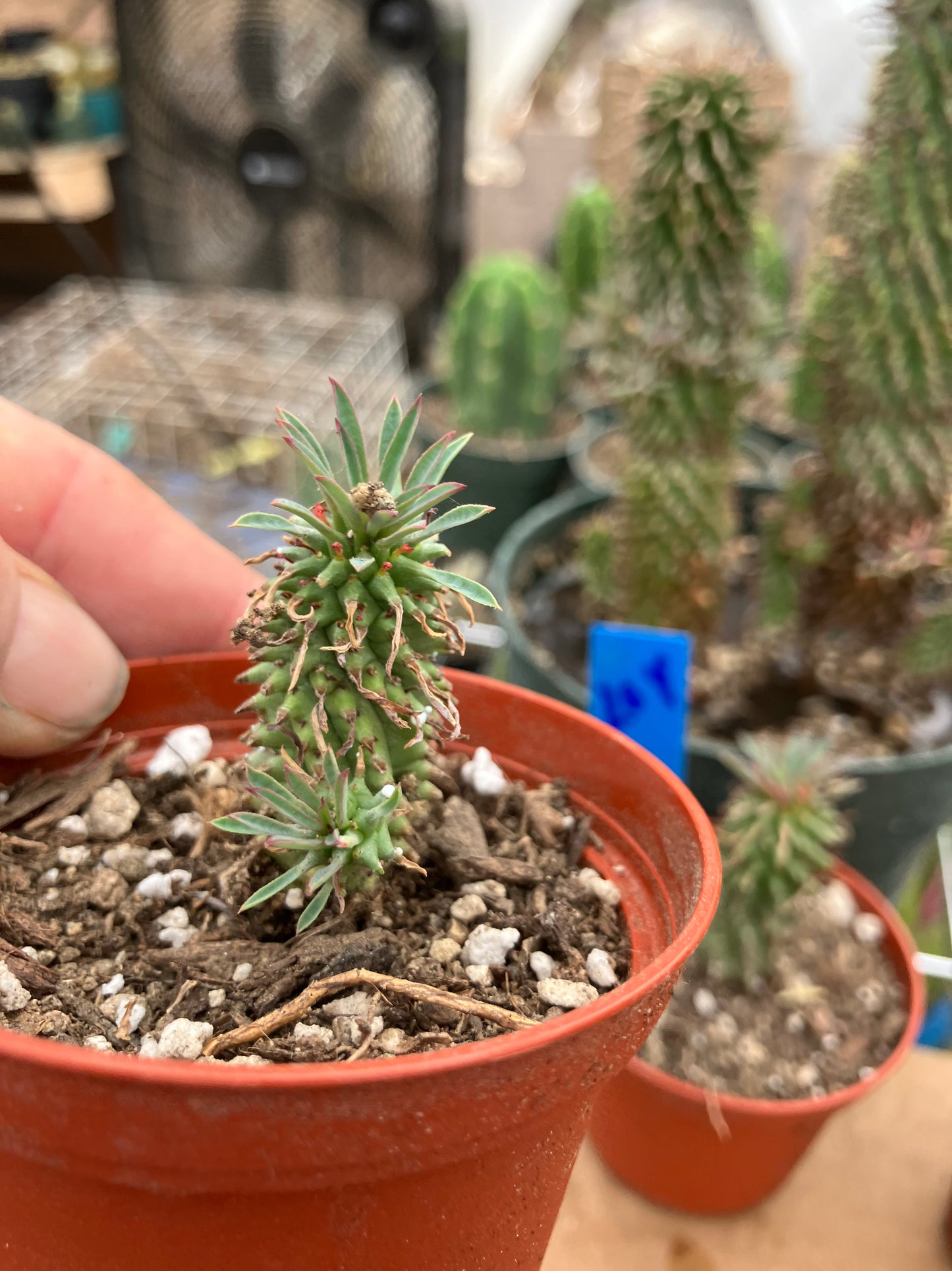 Euphorbia Twinkle Twirl  2" Tall #202R