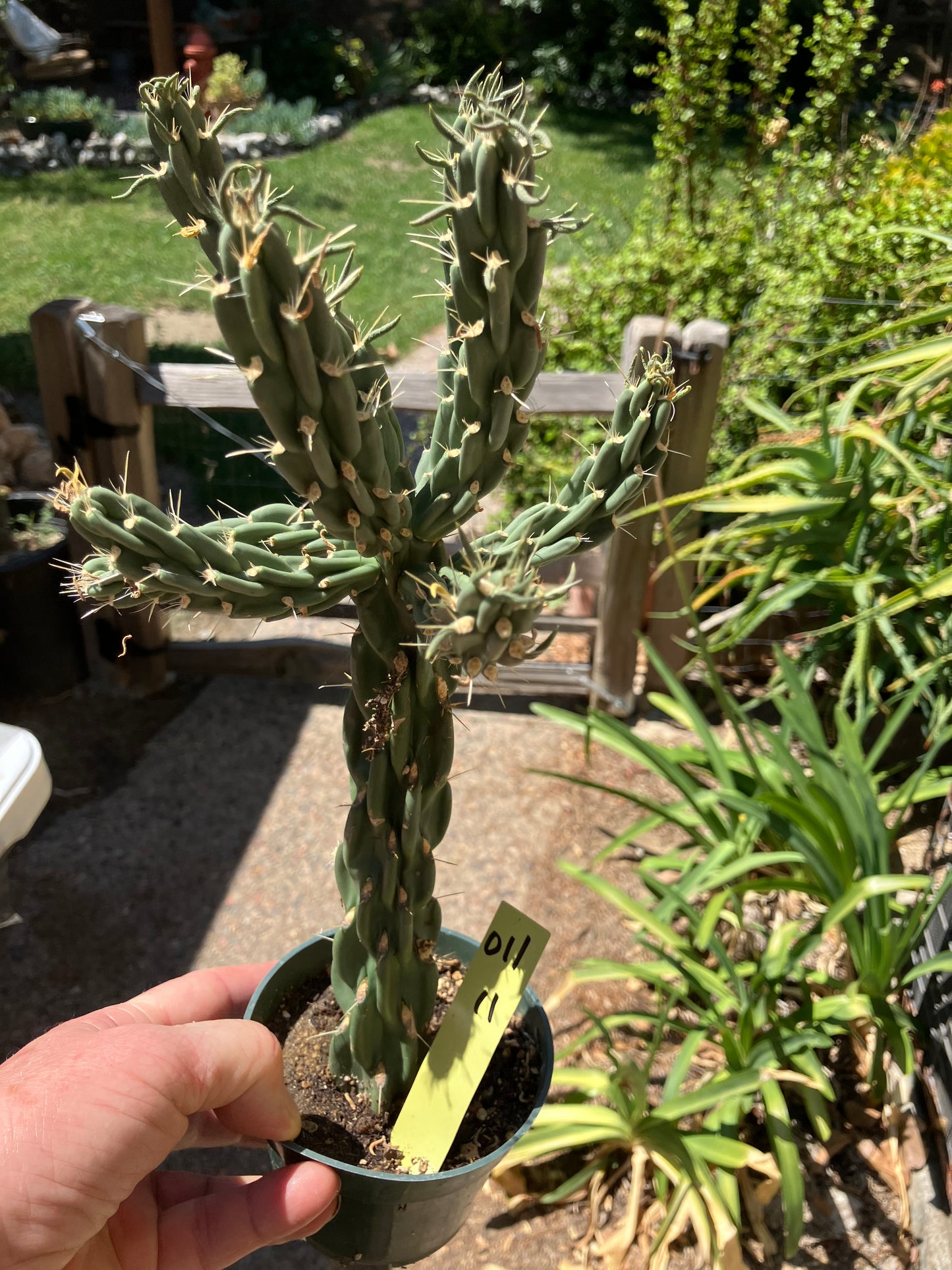 Cholla Cylindropuntia  Buckhorn  Cactus 12”Tall #011Y