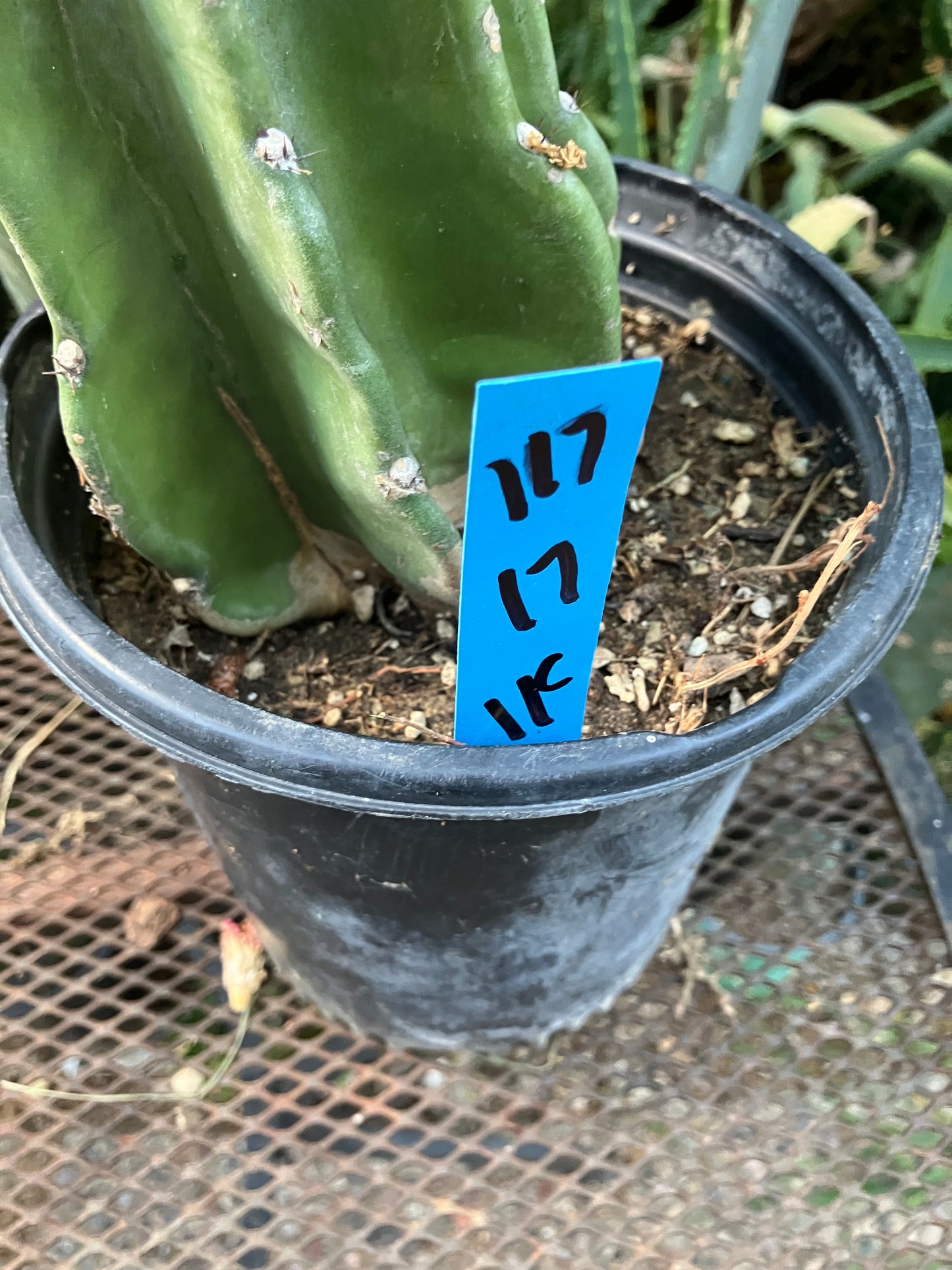 Cereus Peruvianus Night Blooming 17"Tall #117B