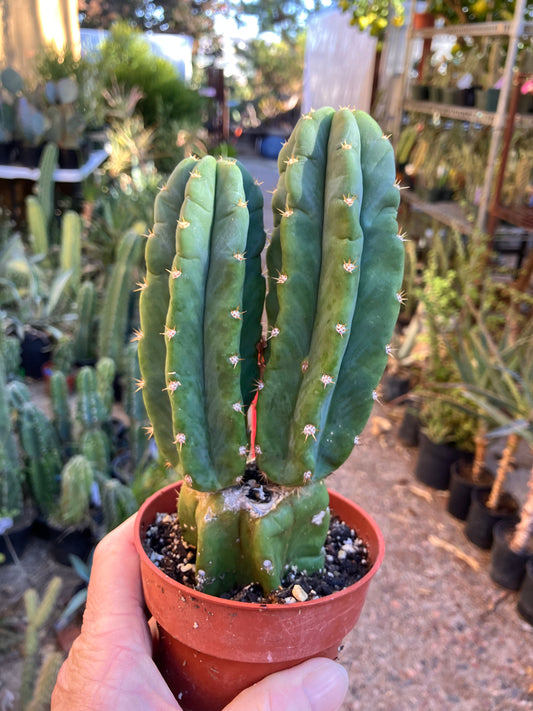 San Pedro Cactus - Trichocereus pachanoi 7"Tall #18R