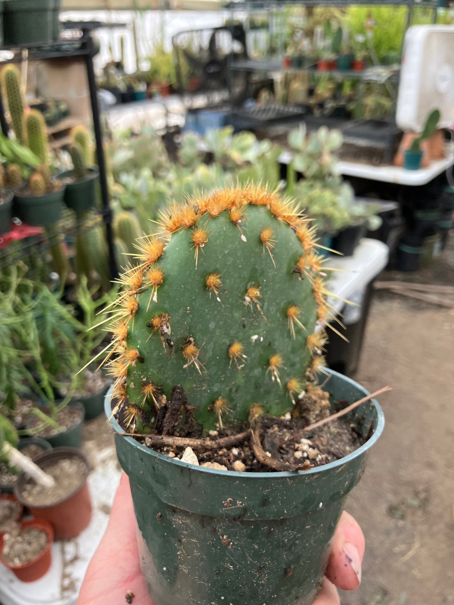 Opuntia Chenille Prickly Pear 4"Tall 4" Wide #24P