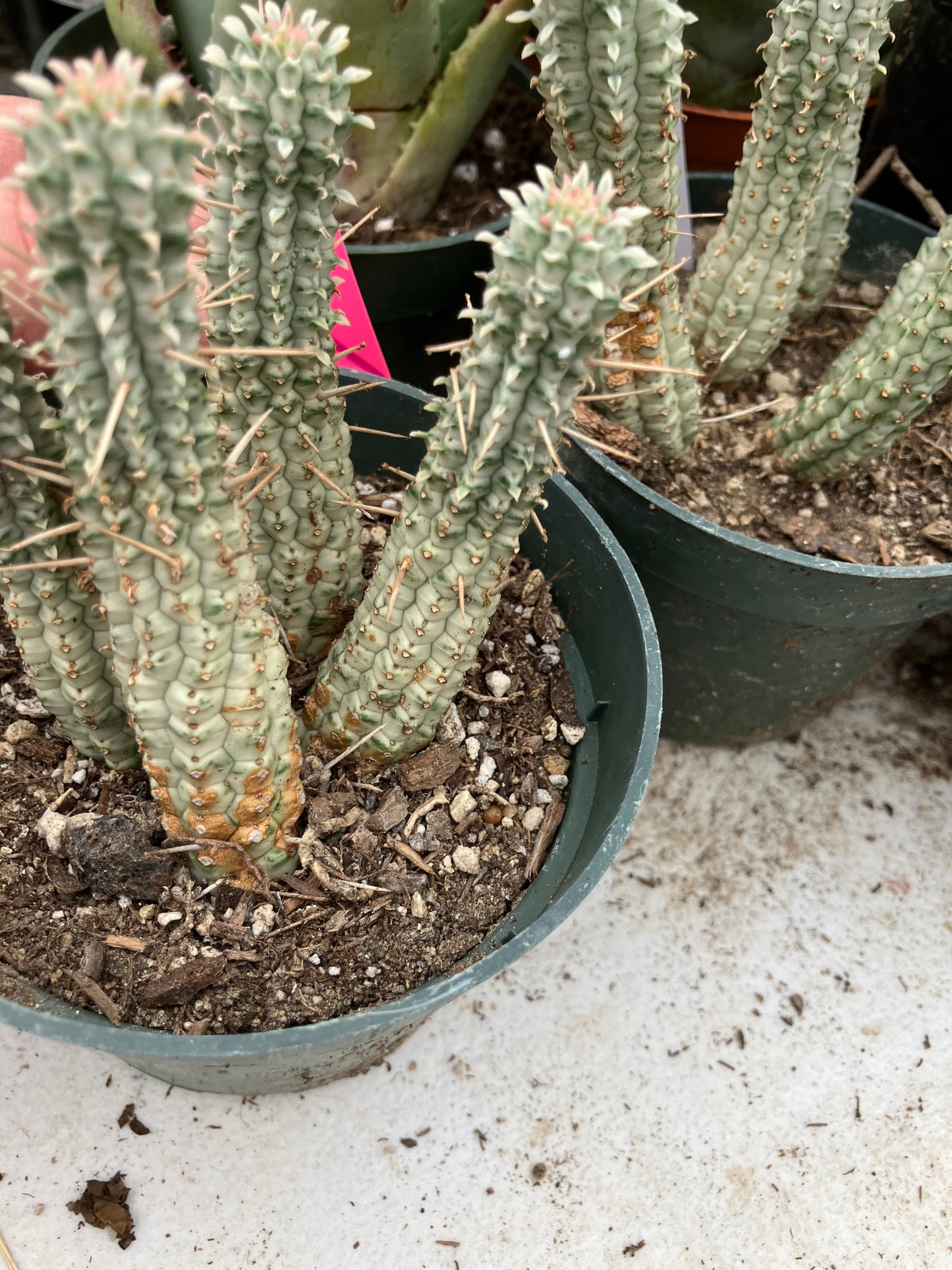 Euphorbia mammillarias variegata Corn Cob 3"Tall #11P