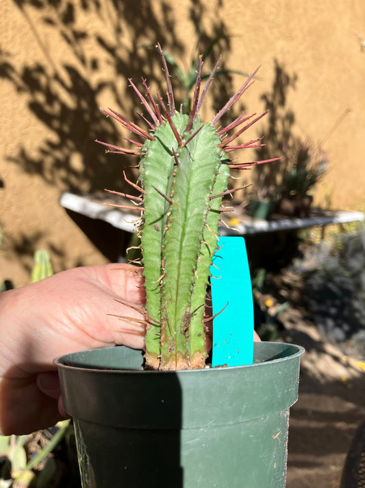 Euphorbia Horrida Noorsveldensis 4.5" Tall #30G