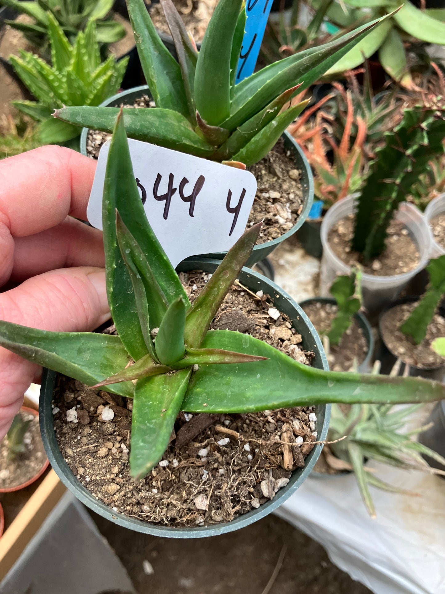 Aloe Alworthia 'Black Gem' 4" Wide #044W