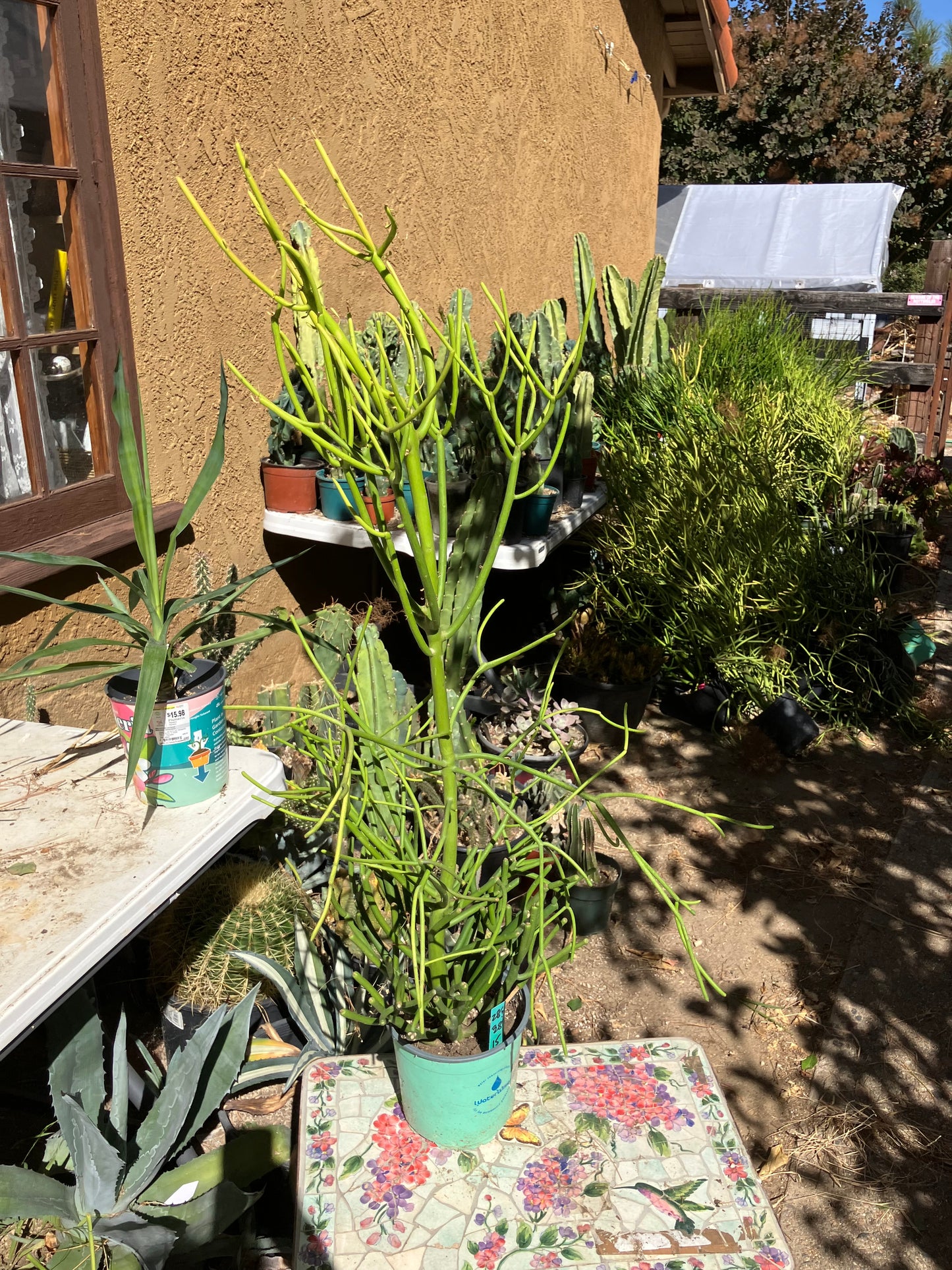 Euphorbia tirucalli Pencil Cactus/Succulent 38"Tall 15"Wide #28G