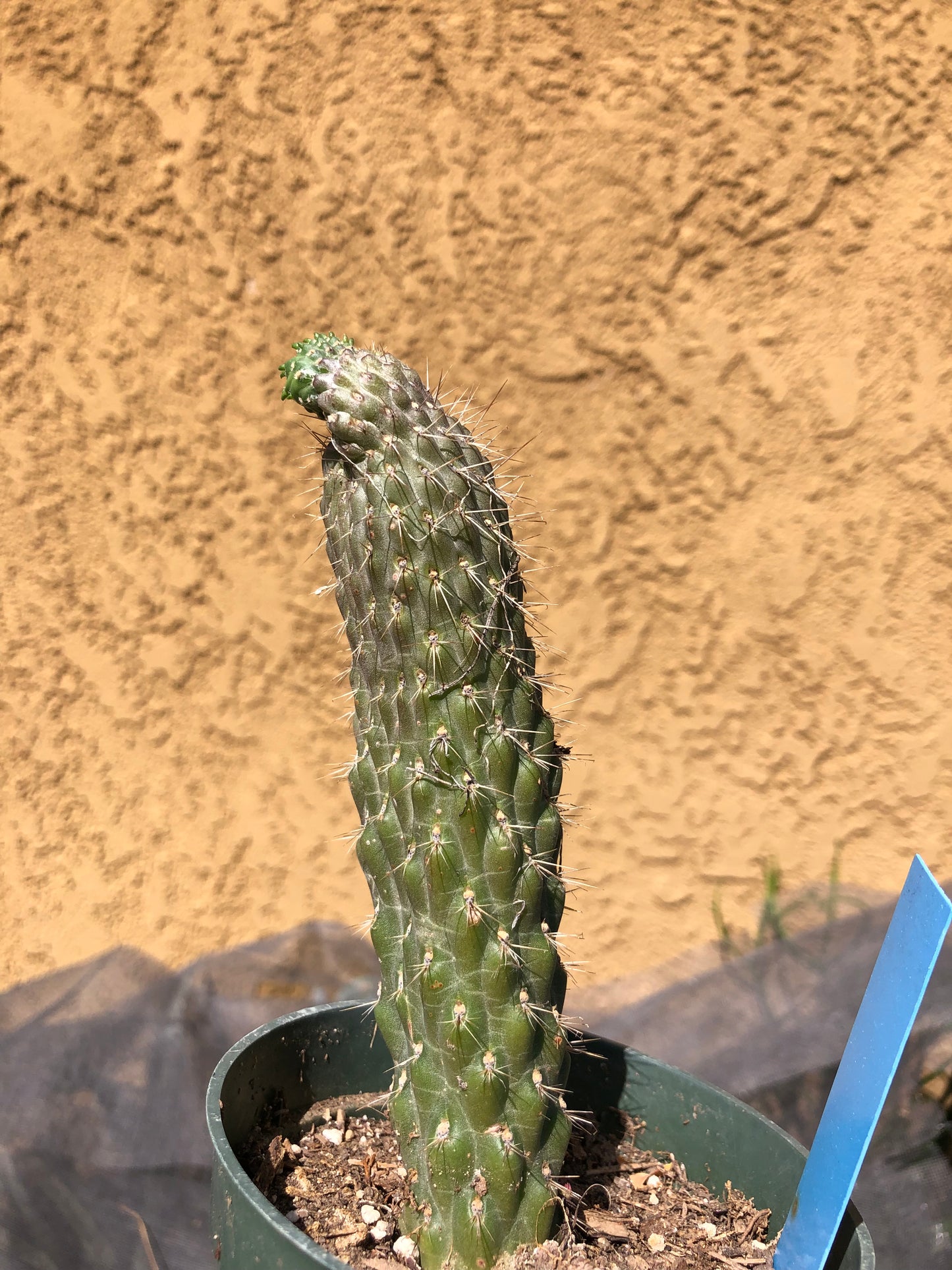 Cylindropuntia fulgida Cholla Boxing Glove Cactus Crest 6"Tall #69B