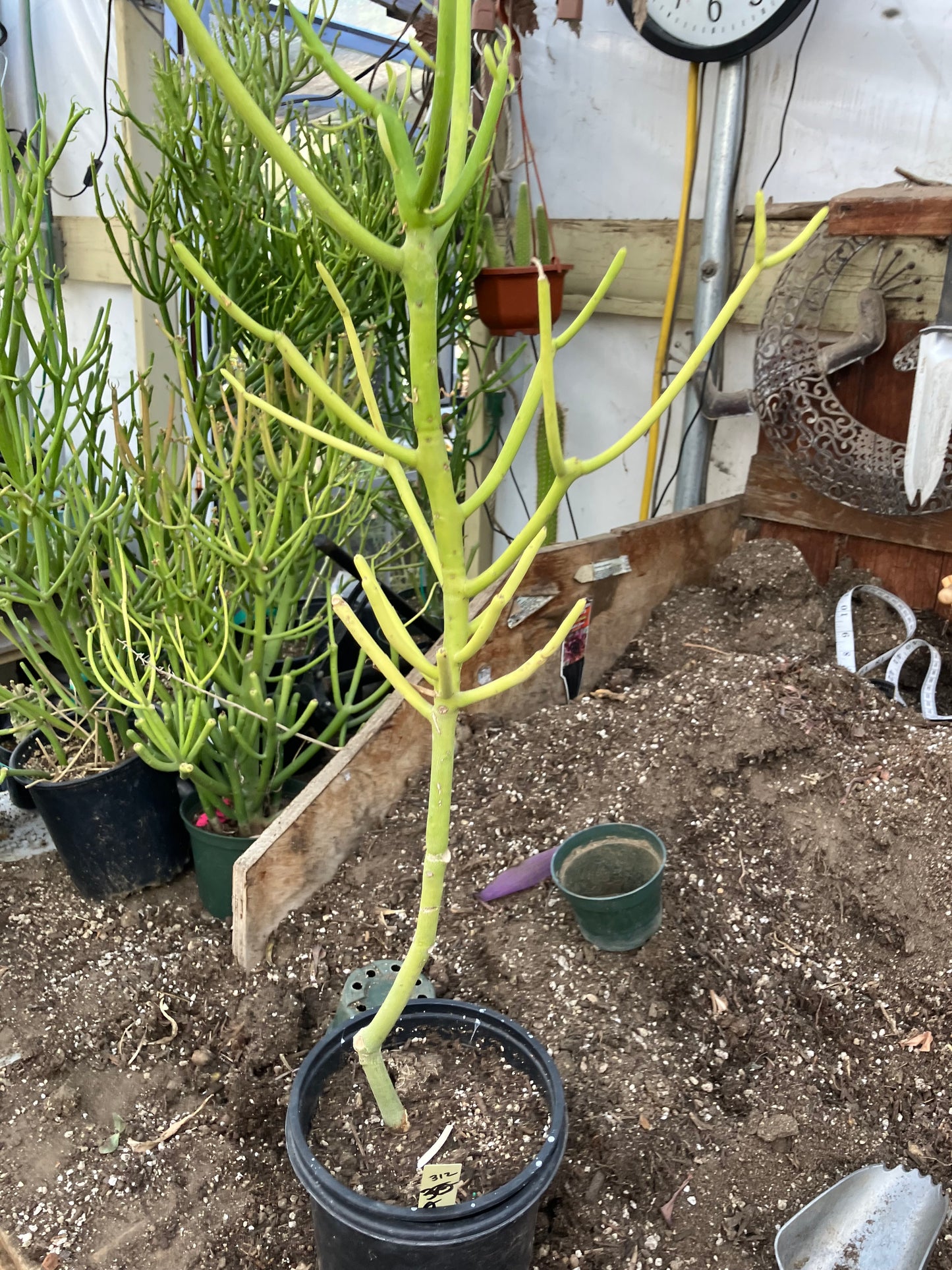 Euphorbia tirucalli Pencil Cactus/Succulent 30"Tall 9"Wide #312Y