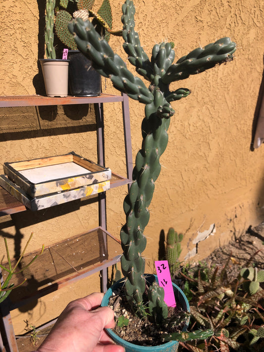 Cholla Cylindropuntia  Buckhorn 16”Tall #32P