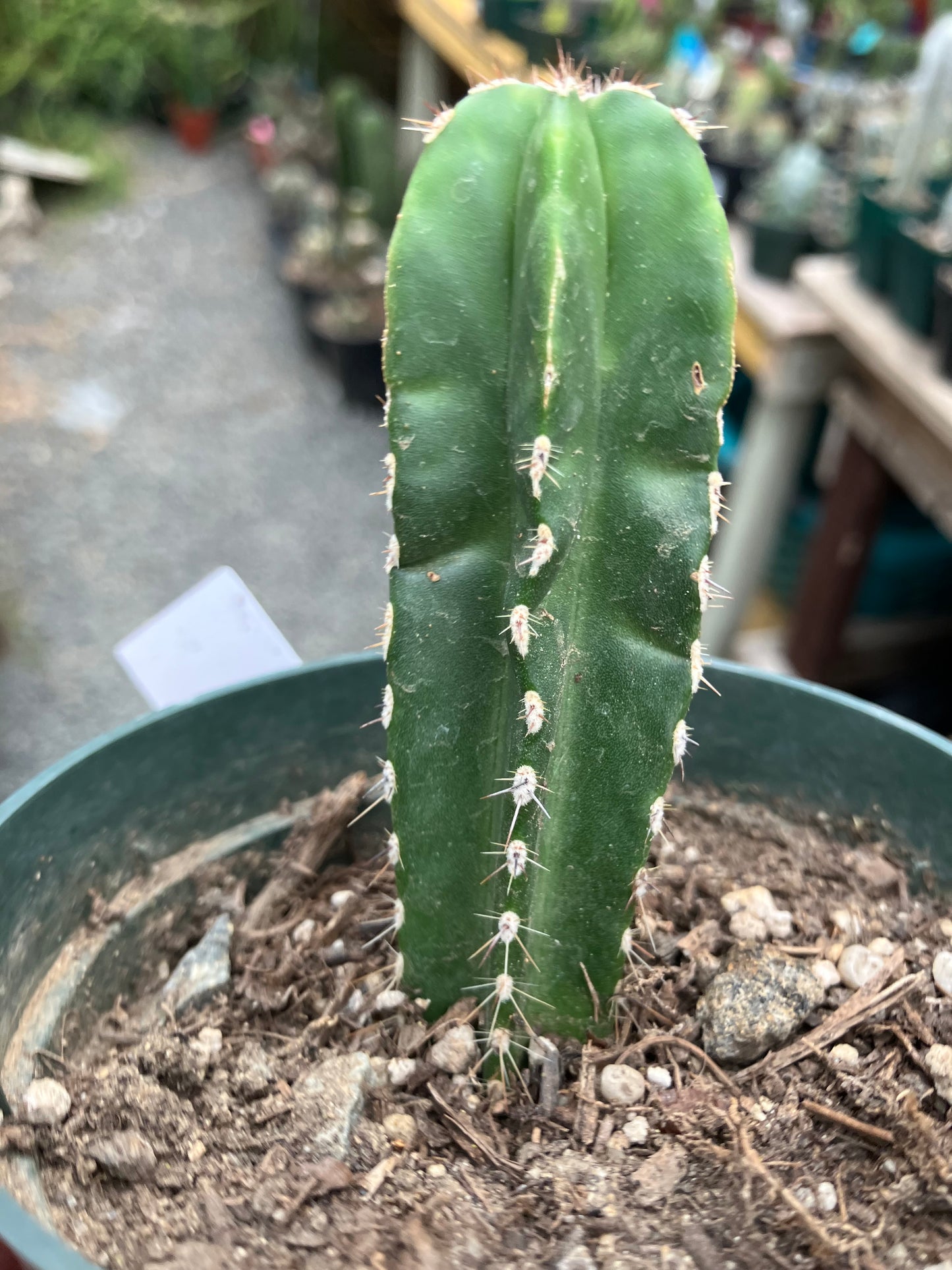 Pachycereus marginatus  Mexican Fence Post Cactus 3"Tall #30W