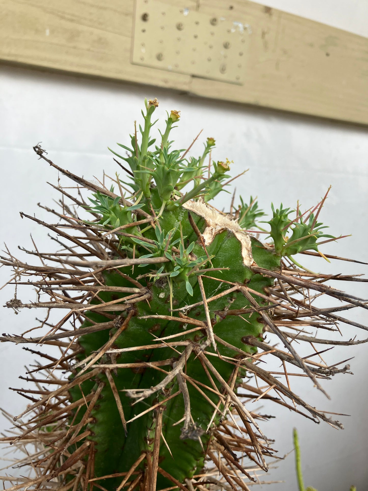 Euphorbia Horrida Noorsveldensis 3" Tall #3G