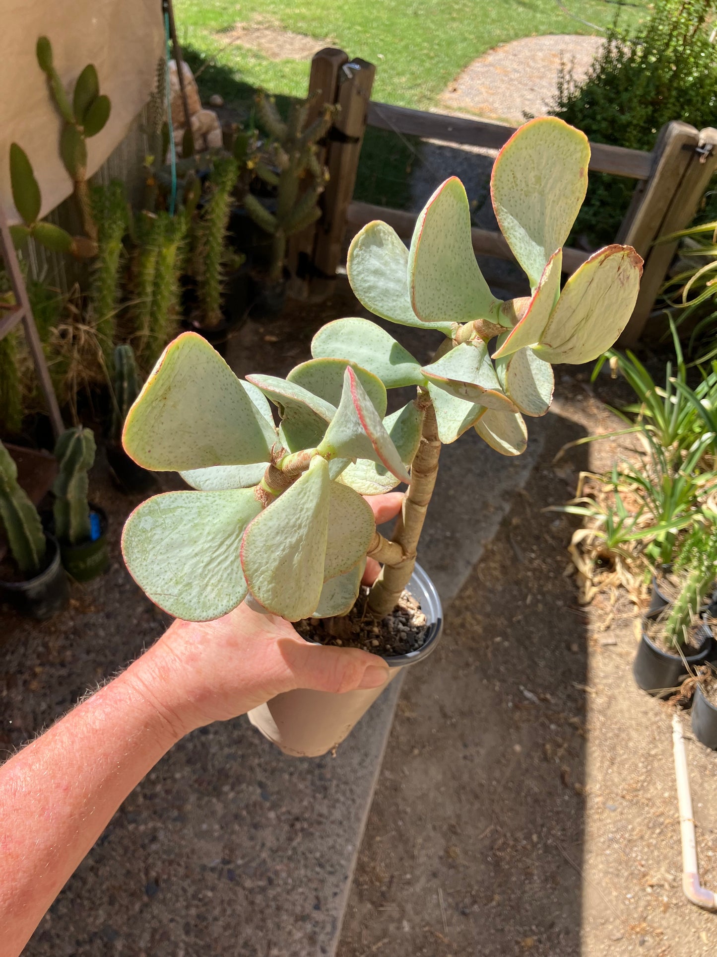 Crassula arborescens Silver Dollar 11”Tall #112Y