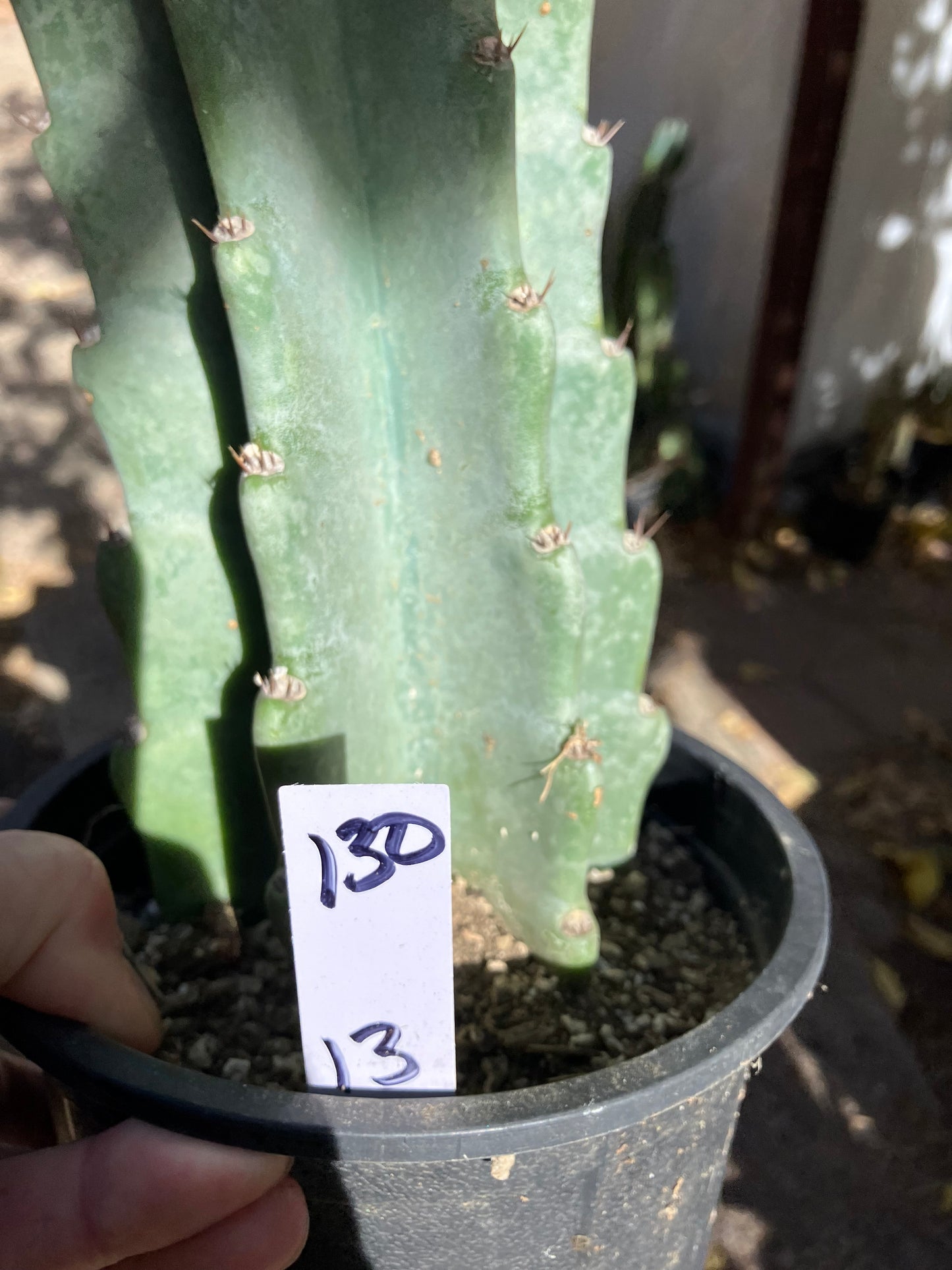 Cereus Peruvianus Night Blooming 13”Tall #130W