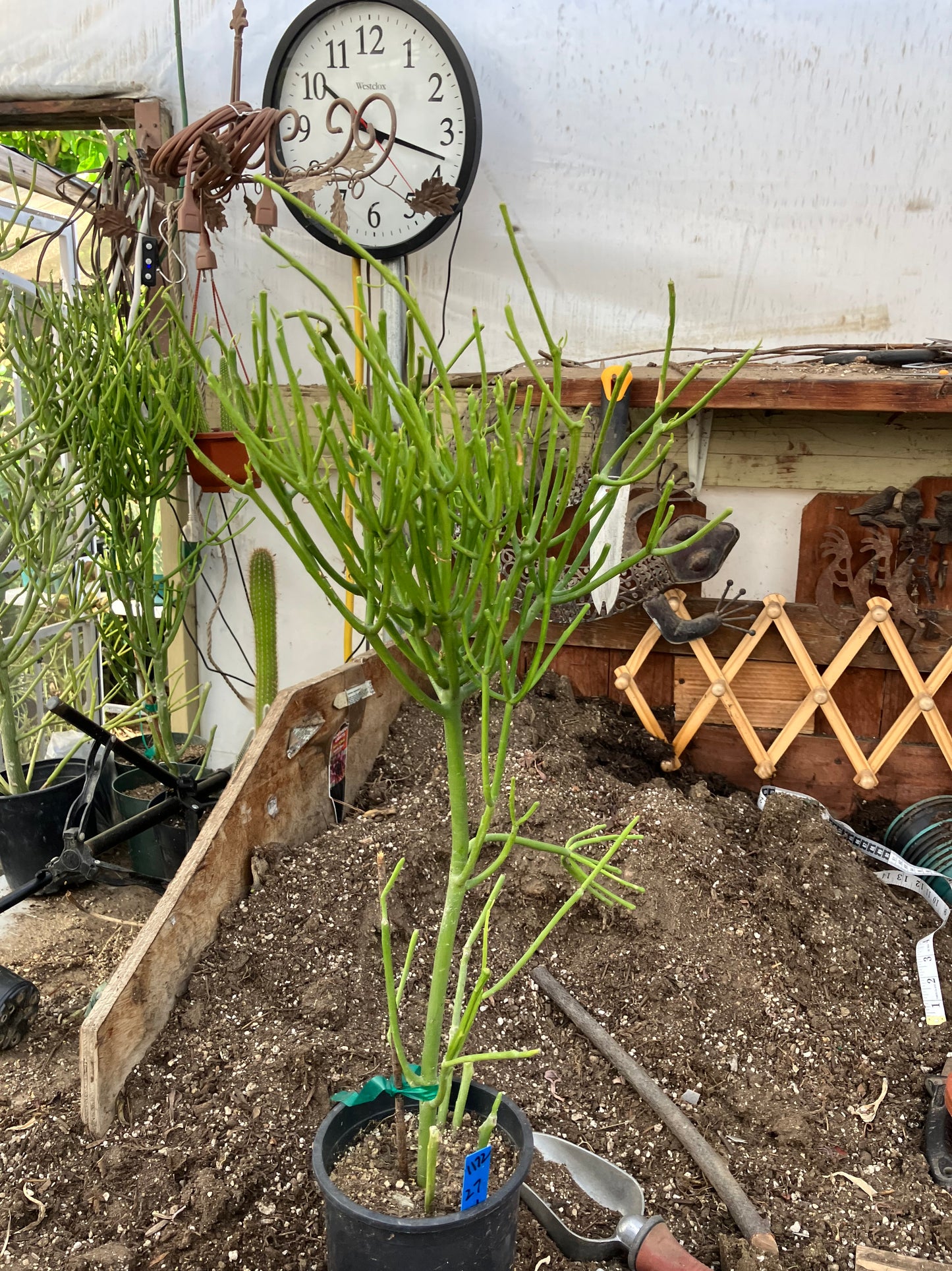 Euphorbia tirucalli Pencil cactus 27"Tall 11"Wide #1172B