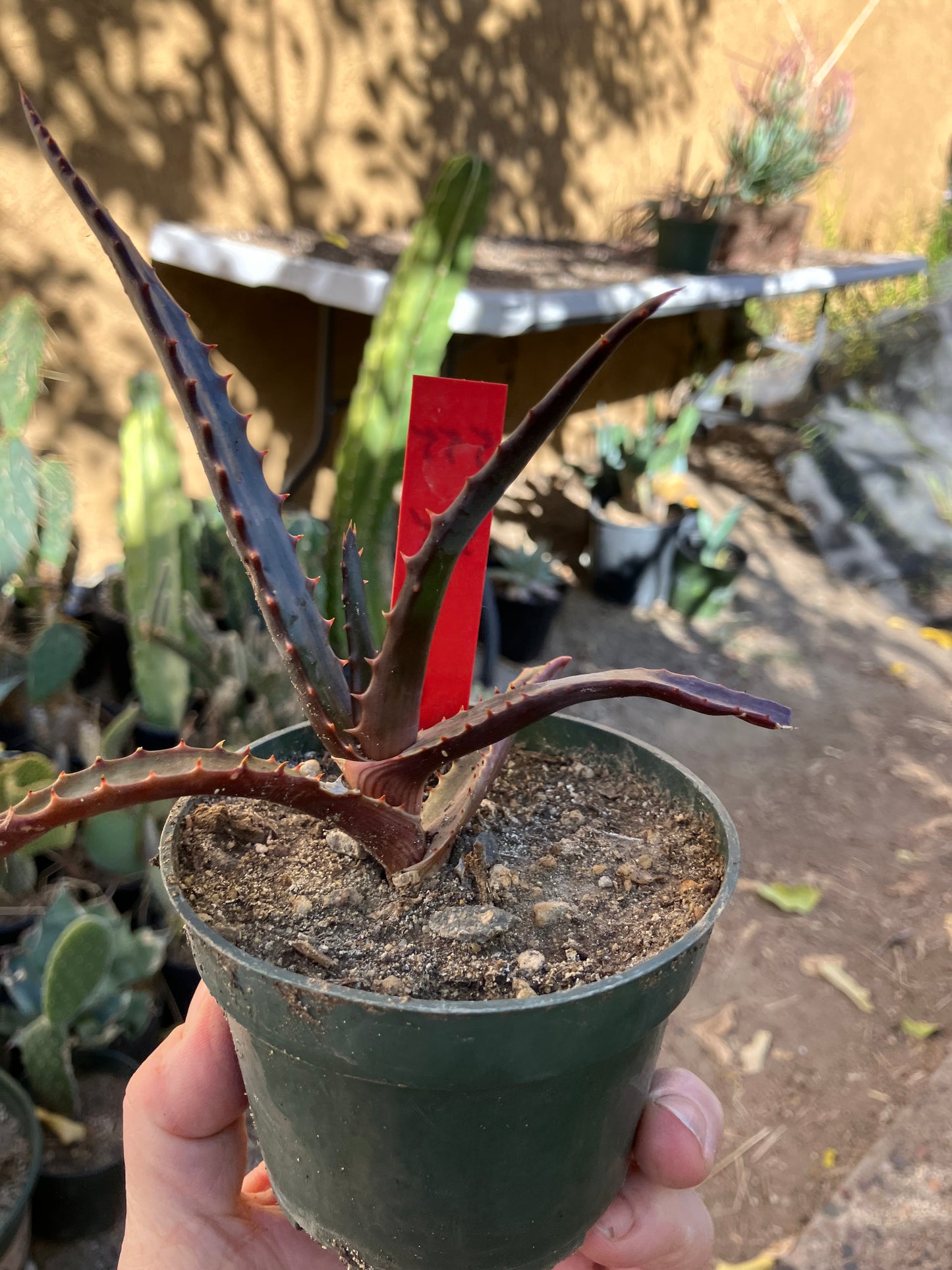 Aloe~ barberae Giant tree Aloe 5" Tall #555R