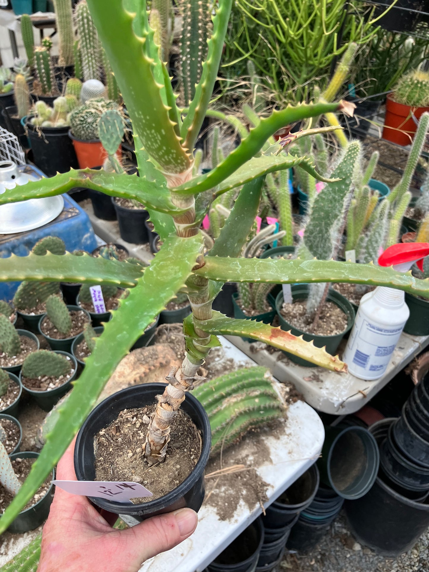 Aloe congolensis Congo Aloe Succulent 14”Tall #12W