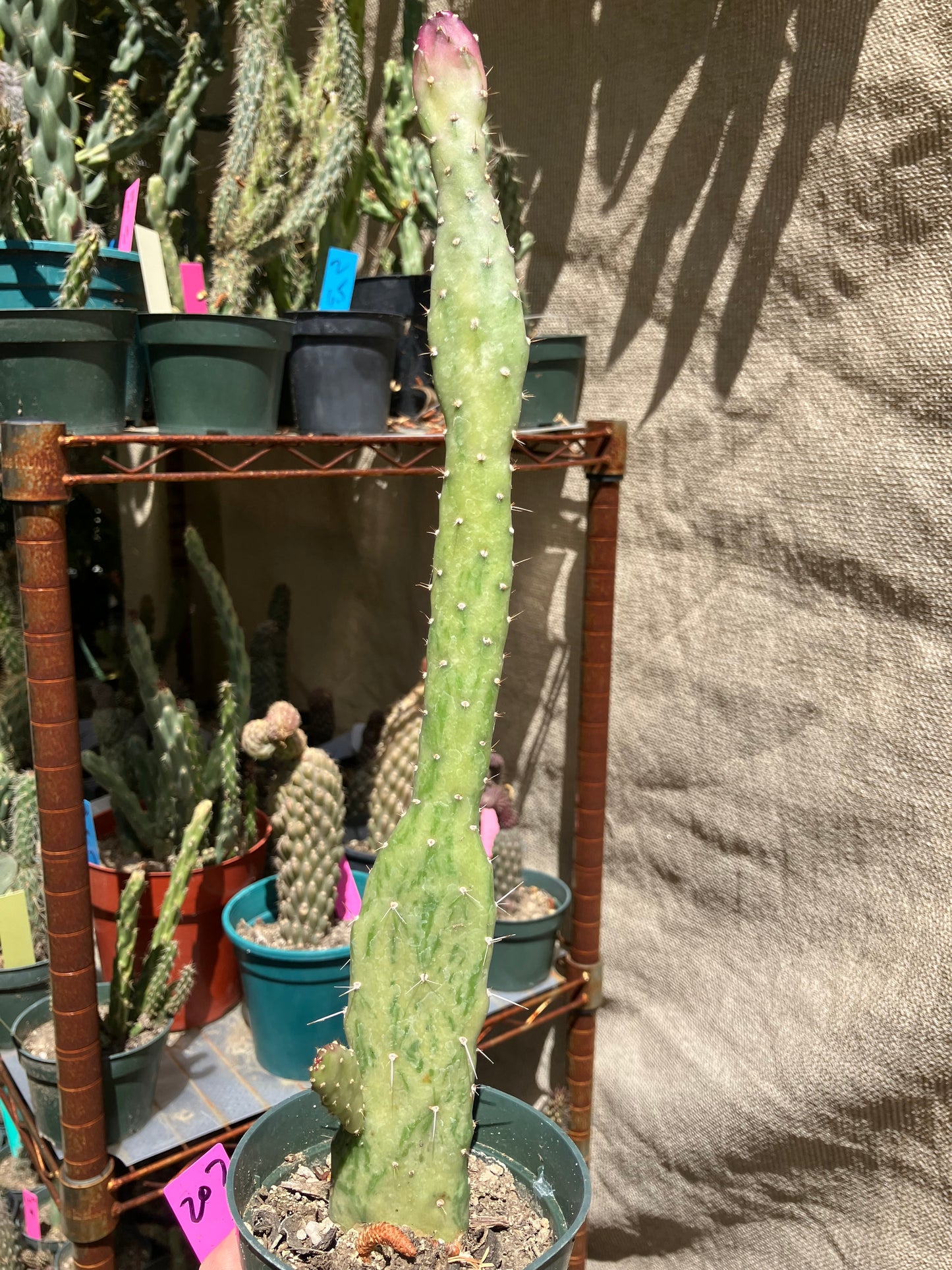 Opuntia monacantha  "Joseph's Coat" Cactus 13"Tall #207P