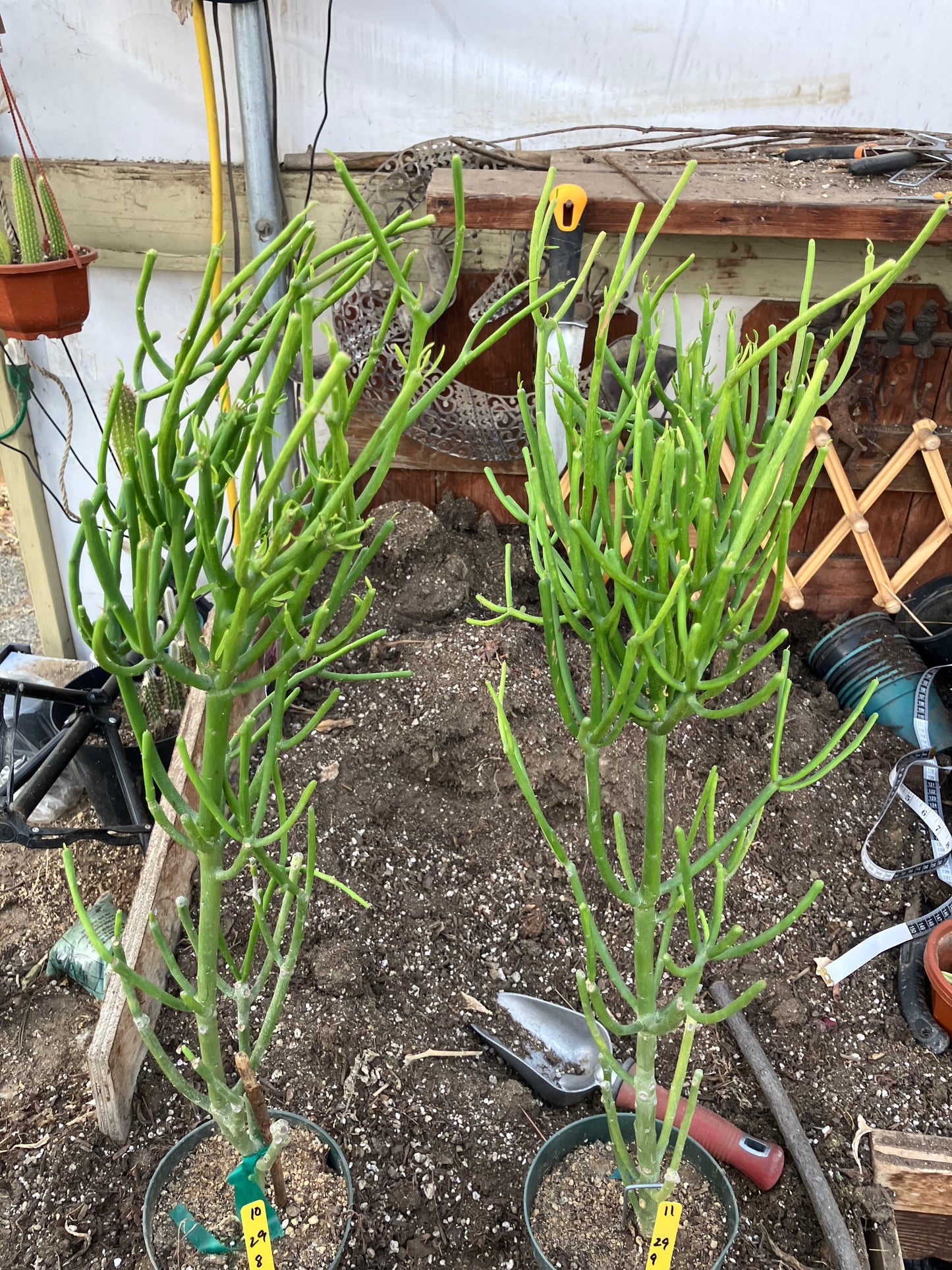 Euphorbia tirucalli Two (2)Twin Pencil Cactus 29"Tall 9"Wide #10Y,11Y