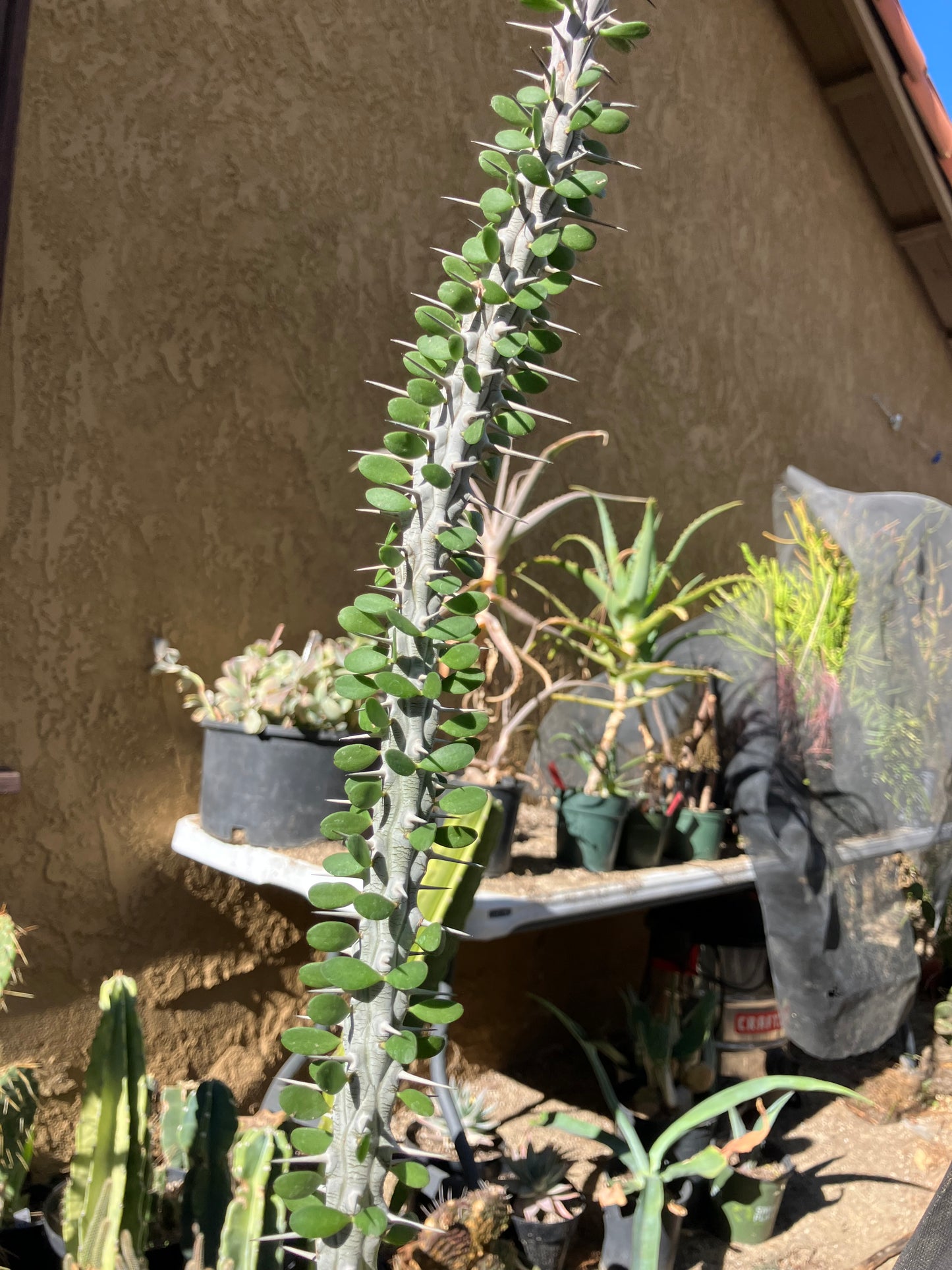 False Ocotillo Alluaudia Procera 16”Tall #16Y