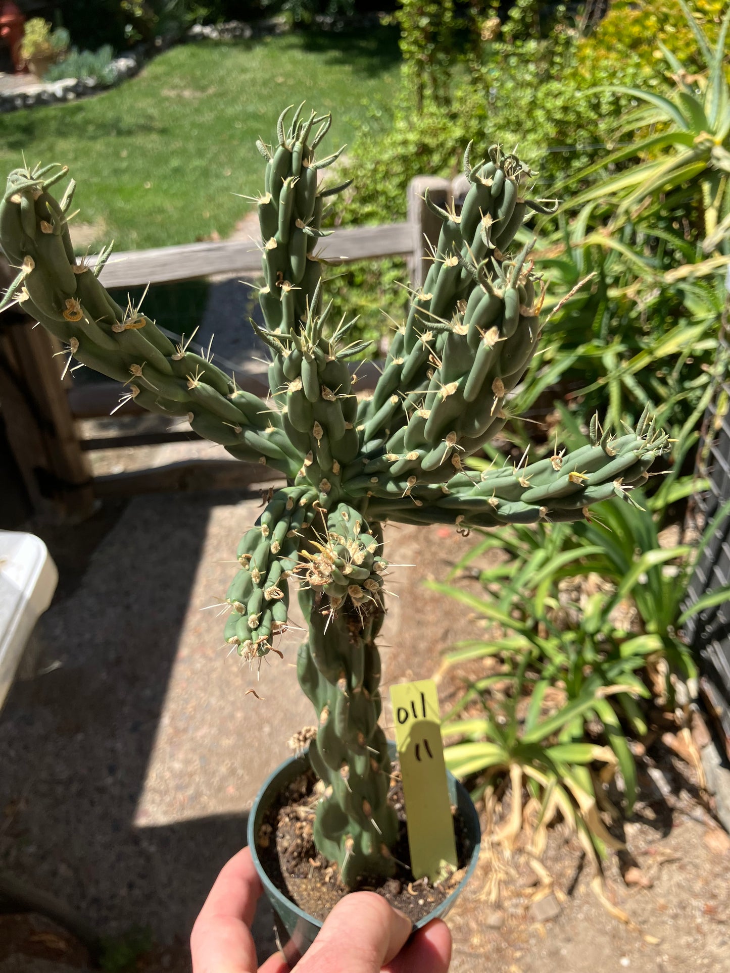 Cholla Cylindropuntia  Buckhorn  Cactus 12”Tall #011Y