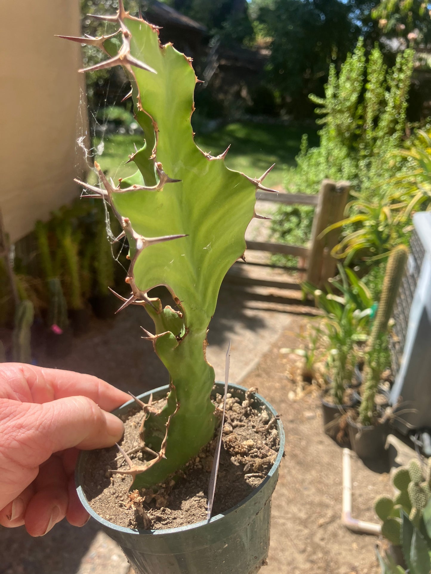 Euphorbia pseudocactus Zig Zag 8”Tall #81W