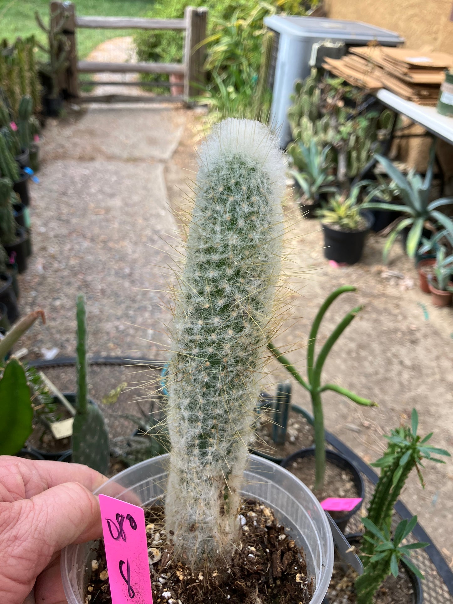 Cleistocactus Strausii Silver Torch Cactus 8”Tall #180