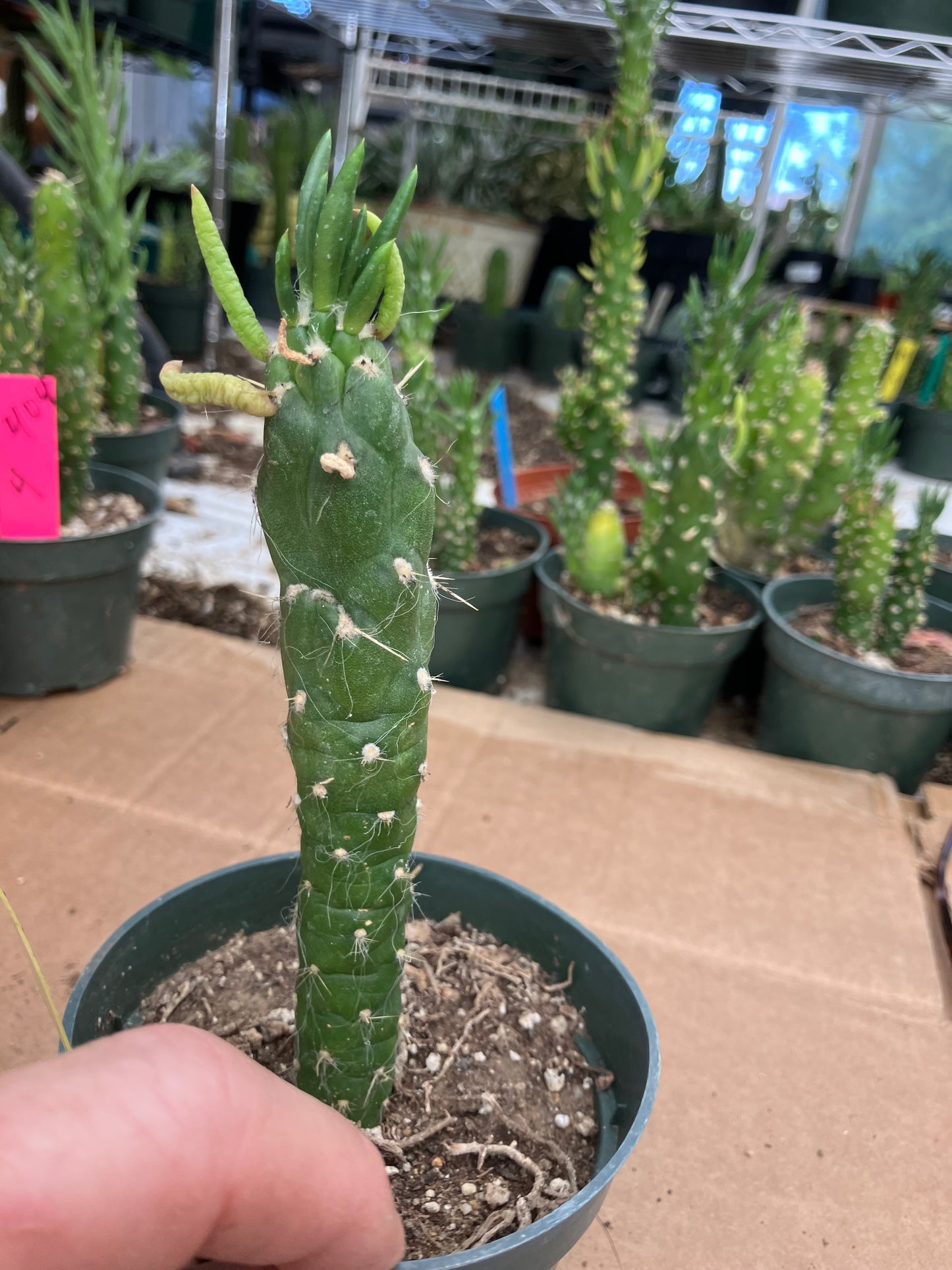 Austrocylindropuntia Cactus Gumbi Mini Eve's Needle 5"Tall #50Y