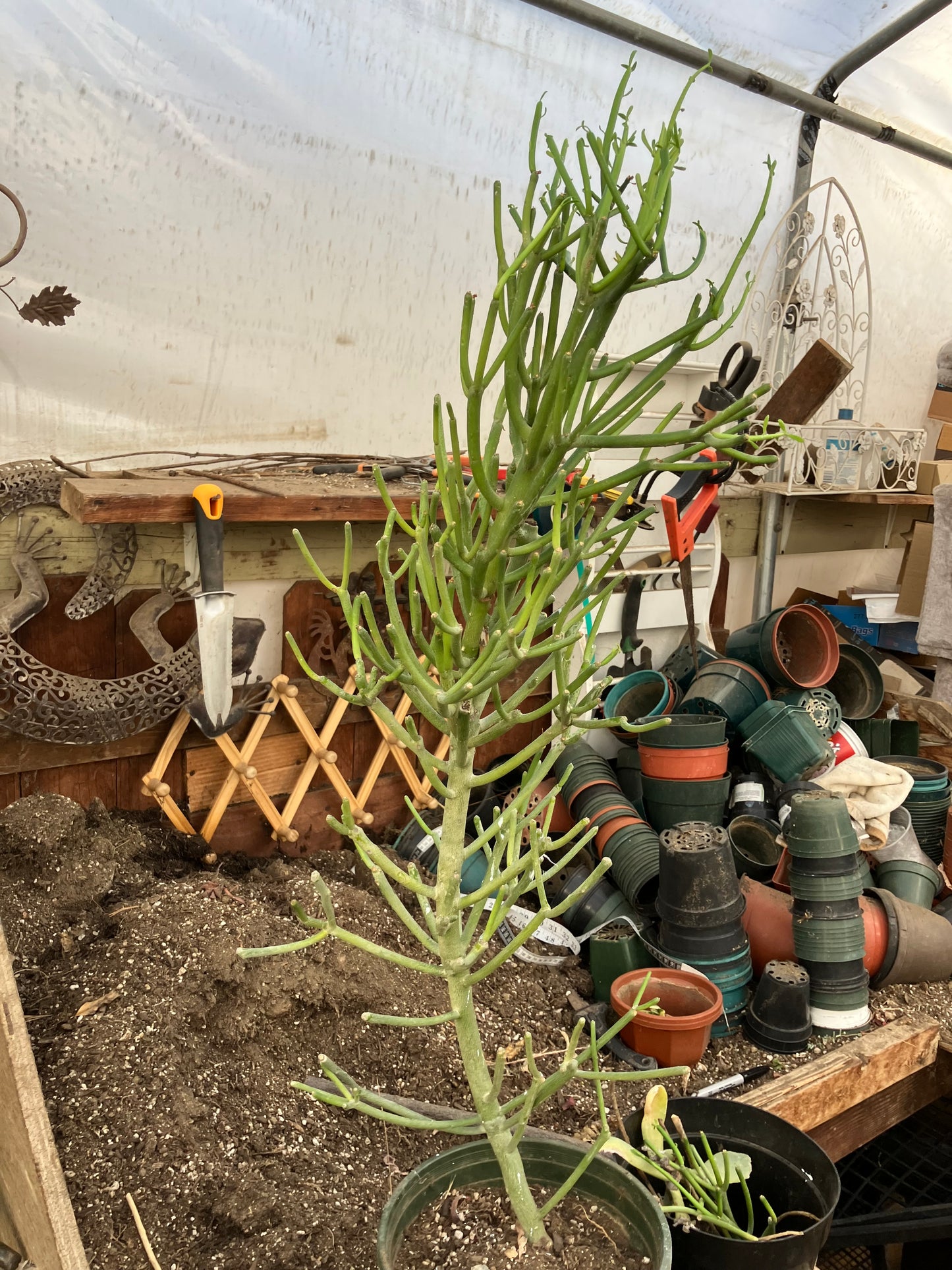 Euphorbia tirucalli Fire Stick 36"Tall 11"Wide #7G