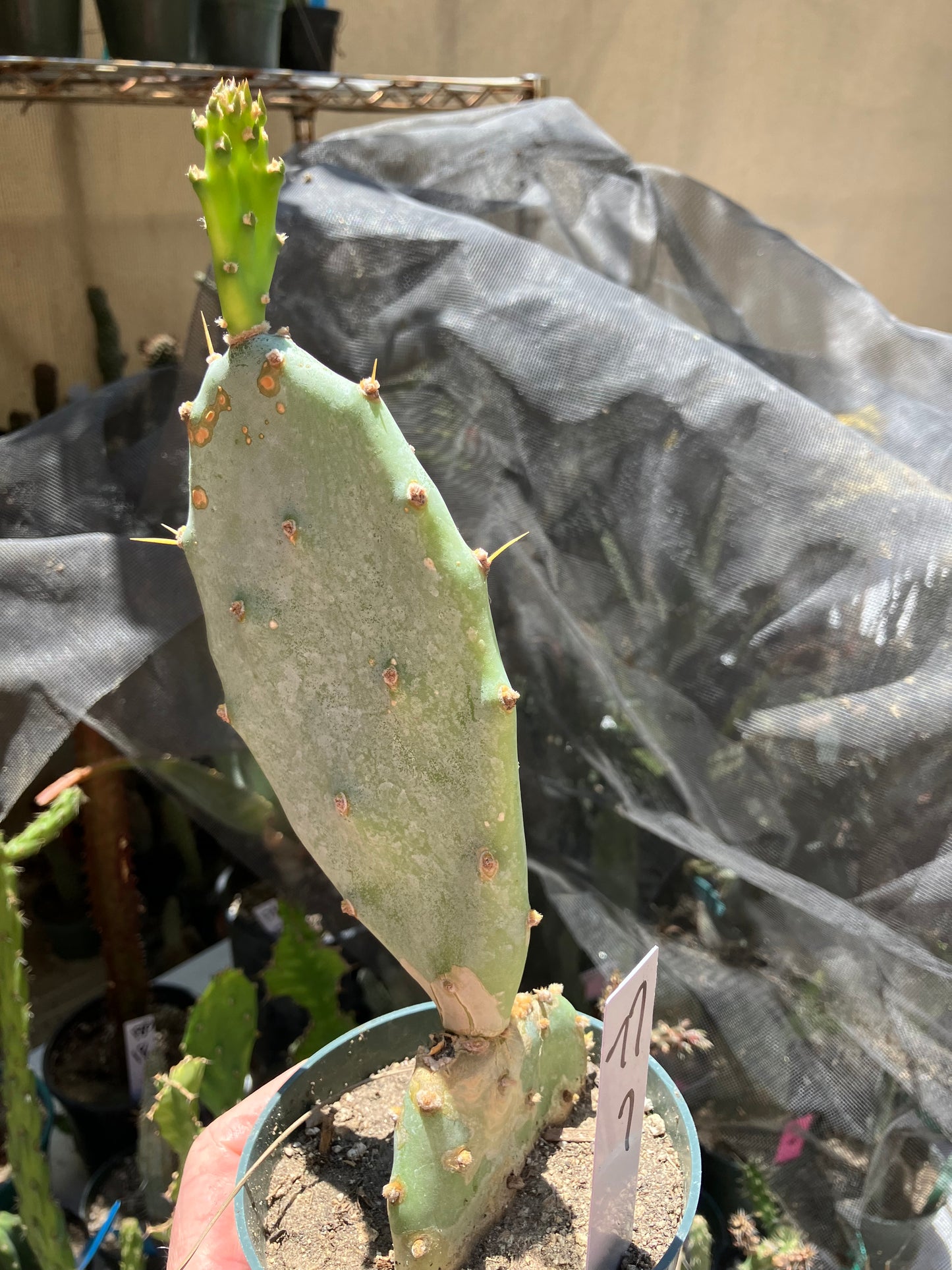 Opuntia Hybrid Cartwheel  "Hybrid Prickly Pear" 7"Tall #77W